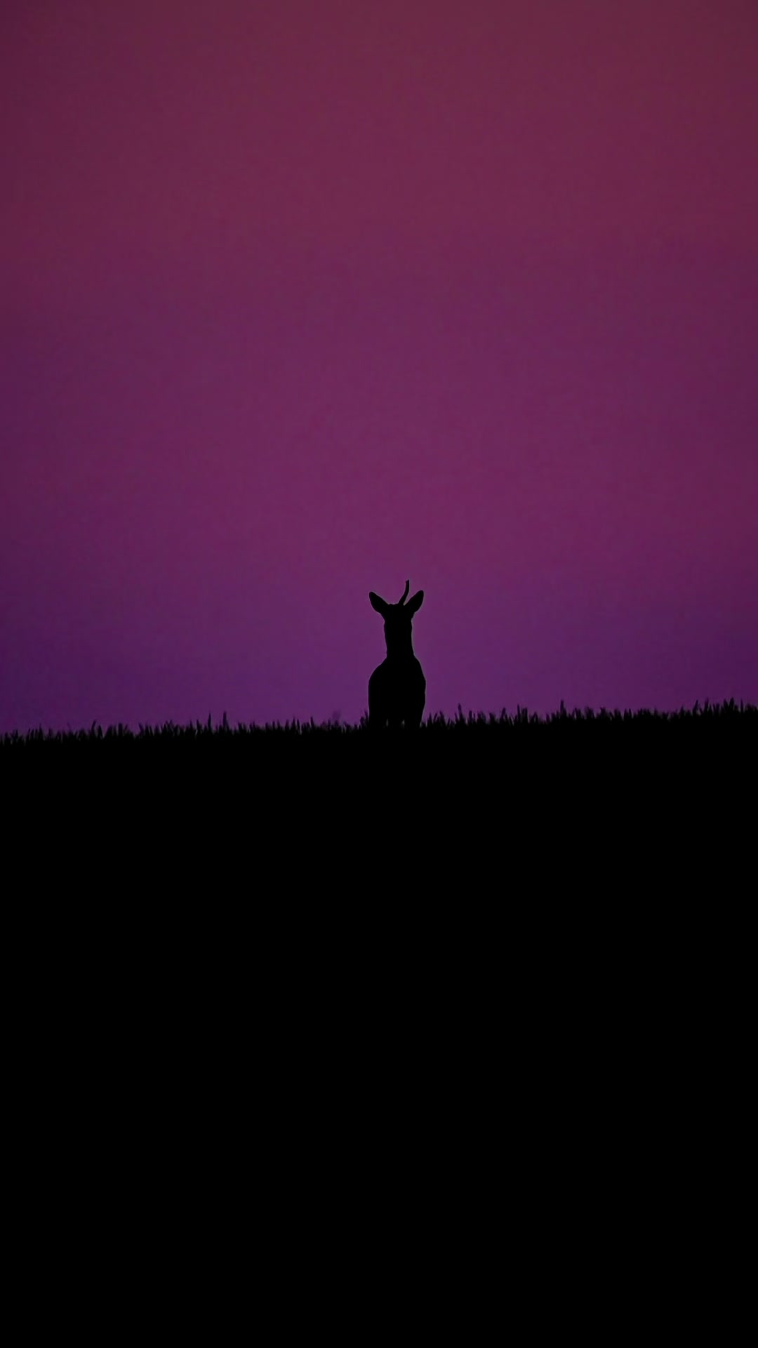 @Axel Wildlife