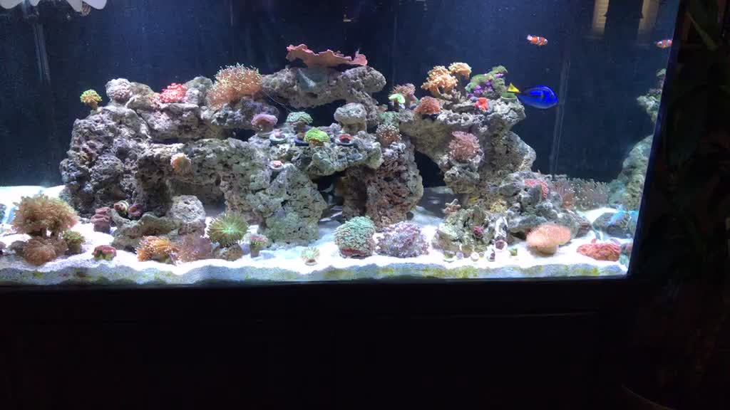 @Ts_reefs