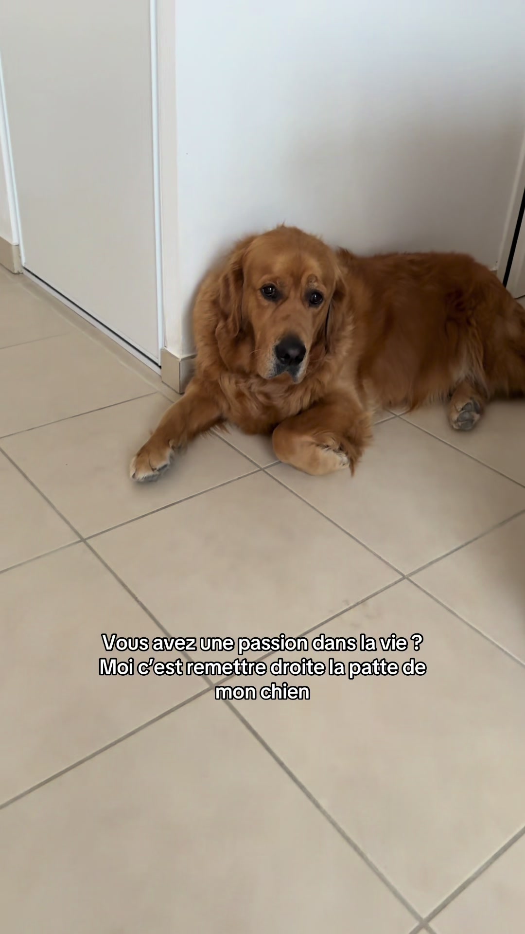 @Uggy Le Golden 🐶