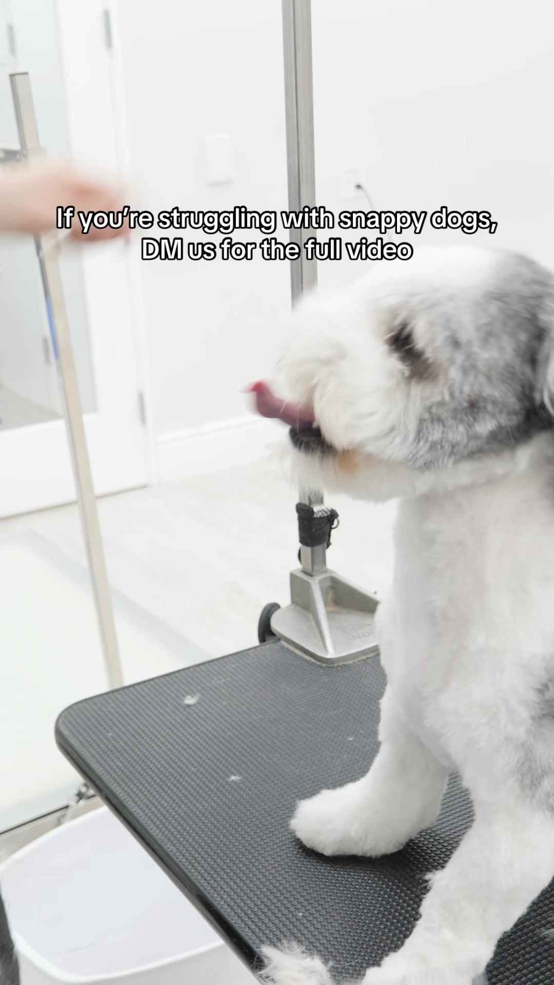 @NorCal Grooming Academy