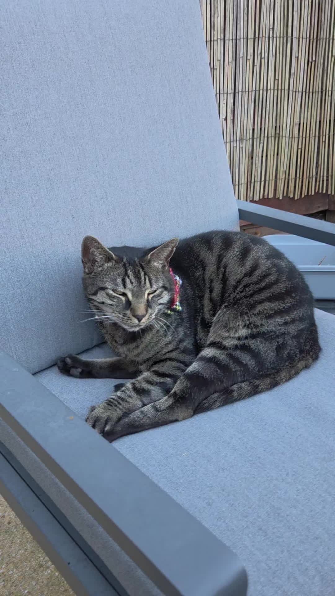 @🐾 Catboy Catman Scoop 🐾