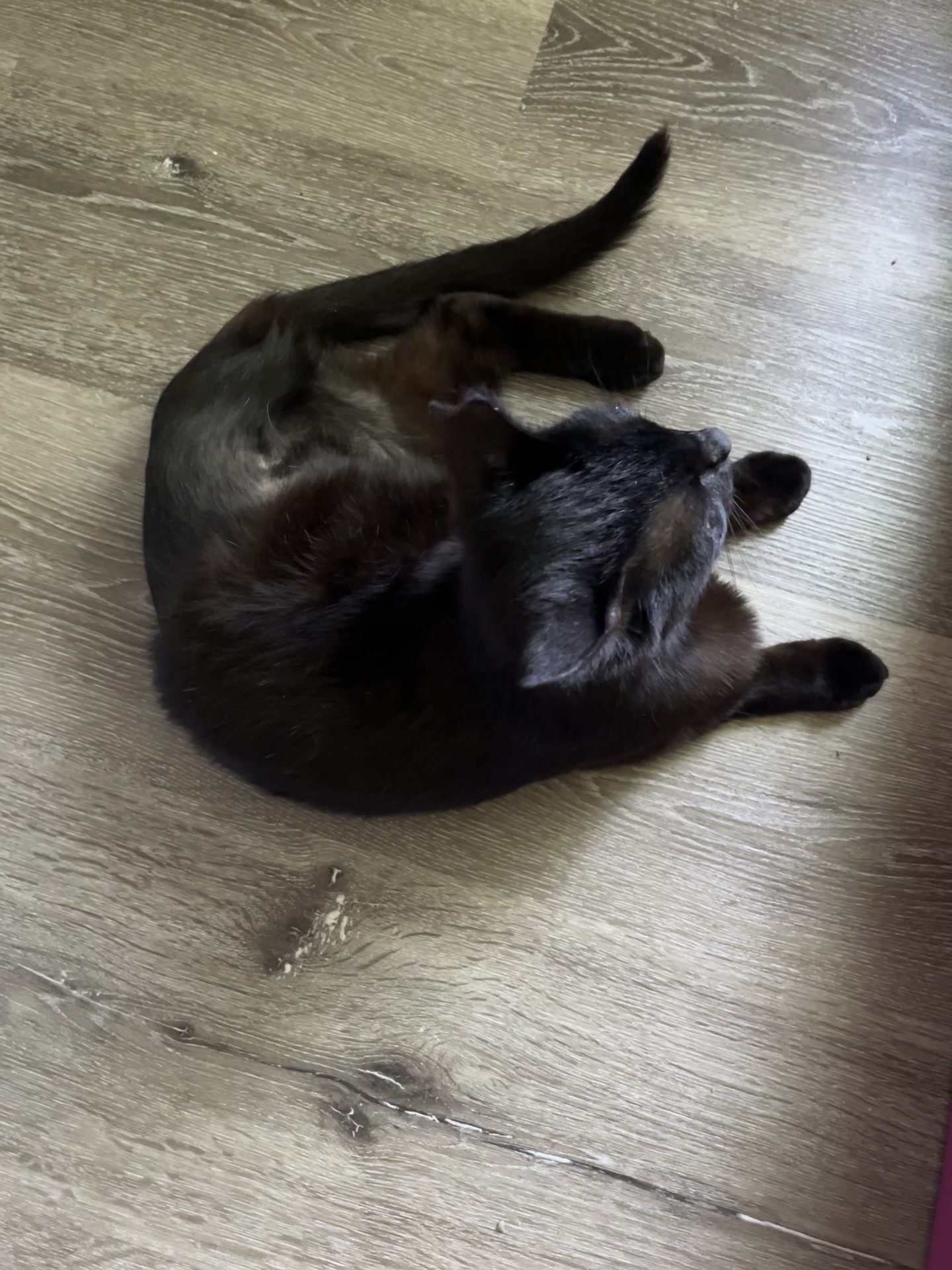 @dutch.vandercat