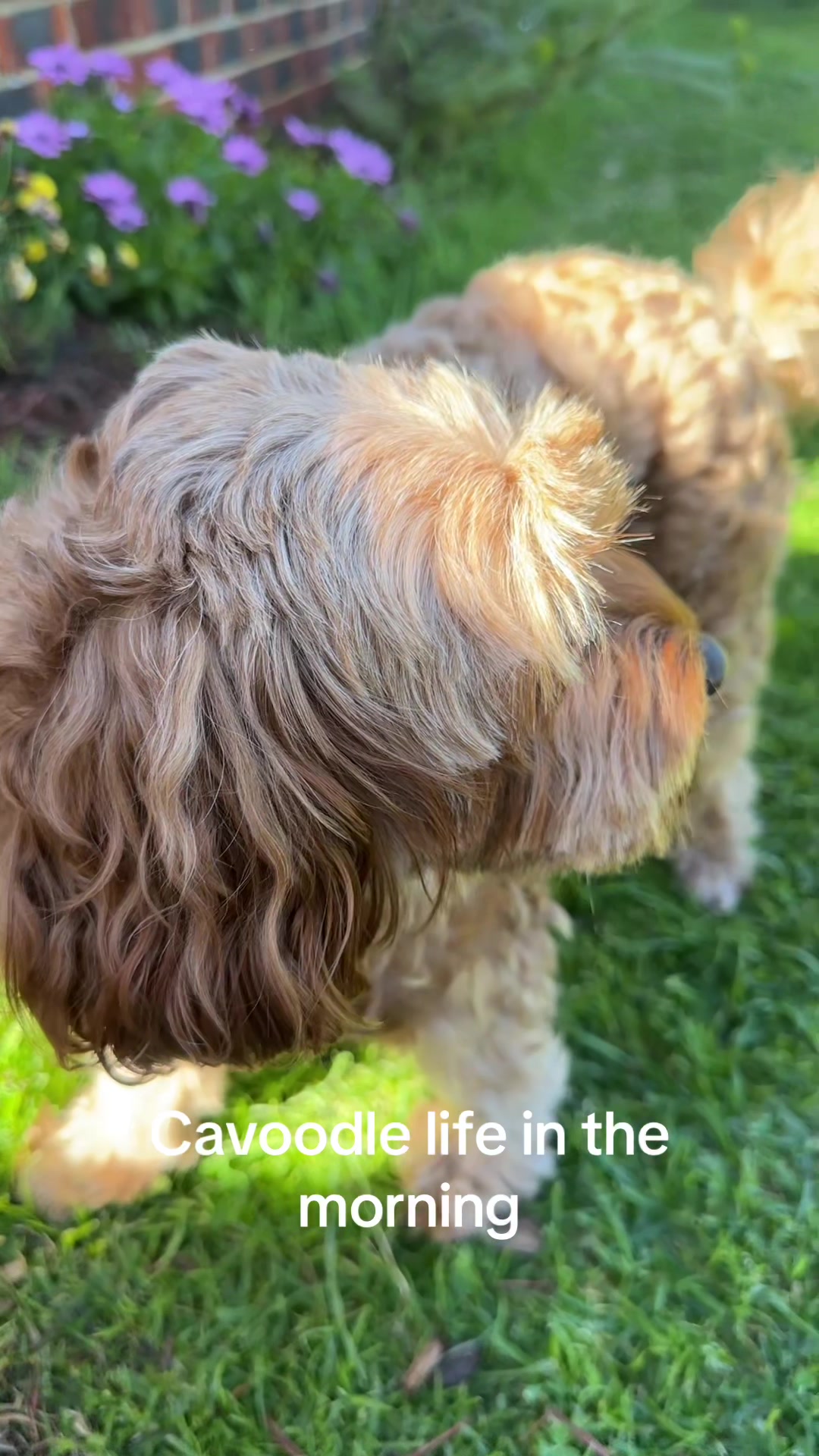 @Teddy the cutie pie