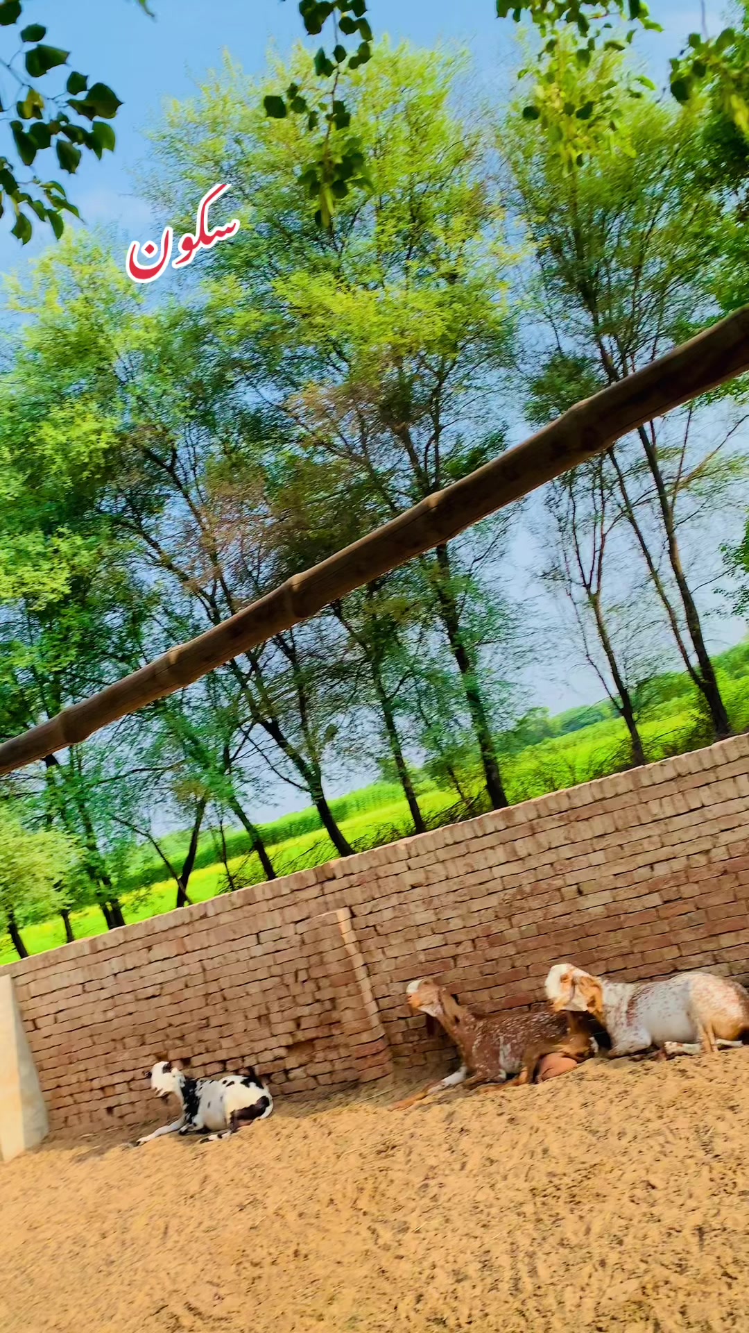 @Ayyan goat