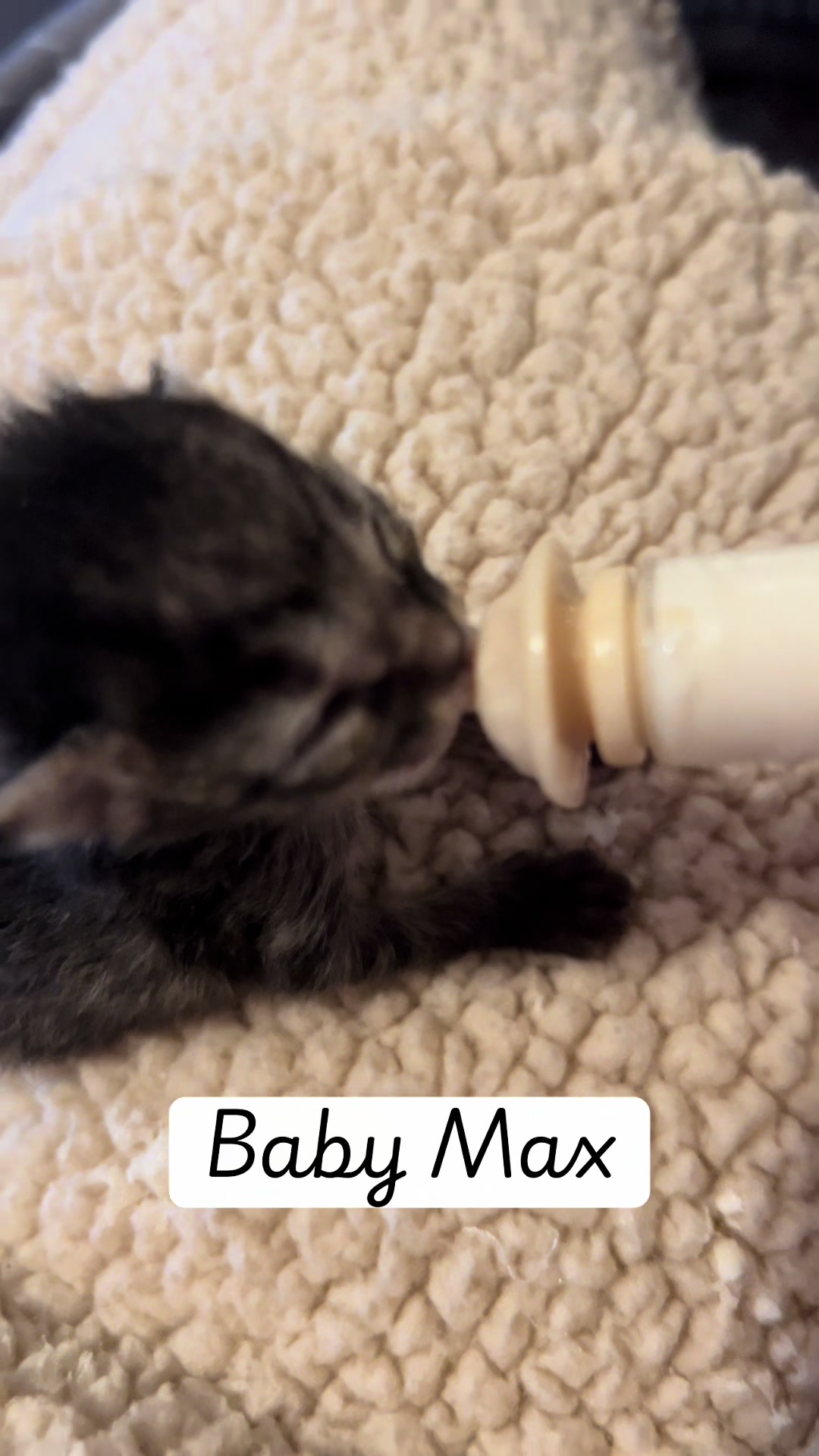 @Kitten.mama
