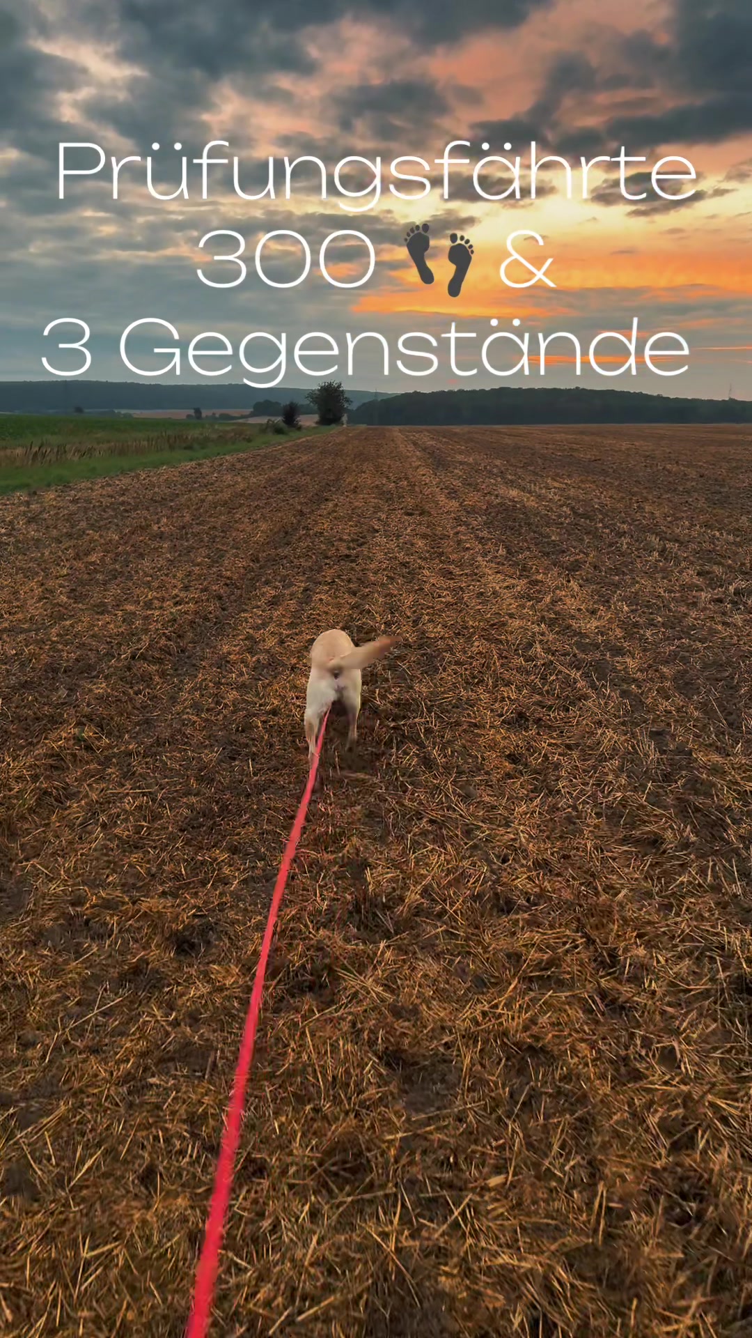 @harzerhunde