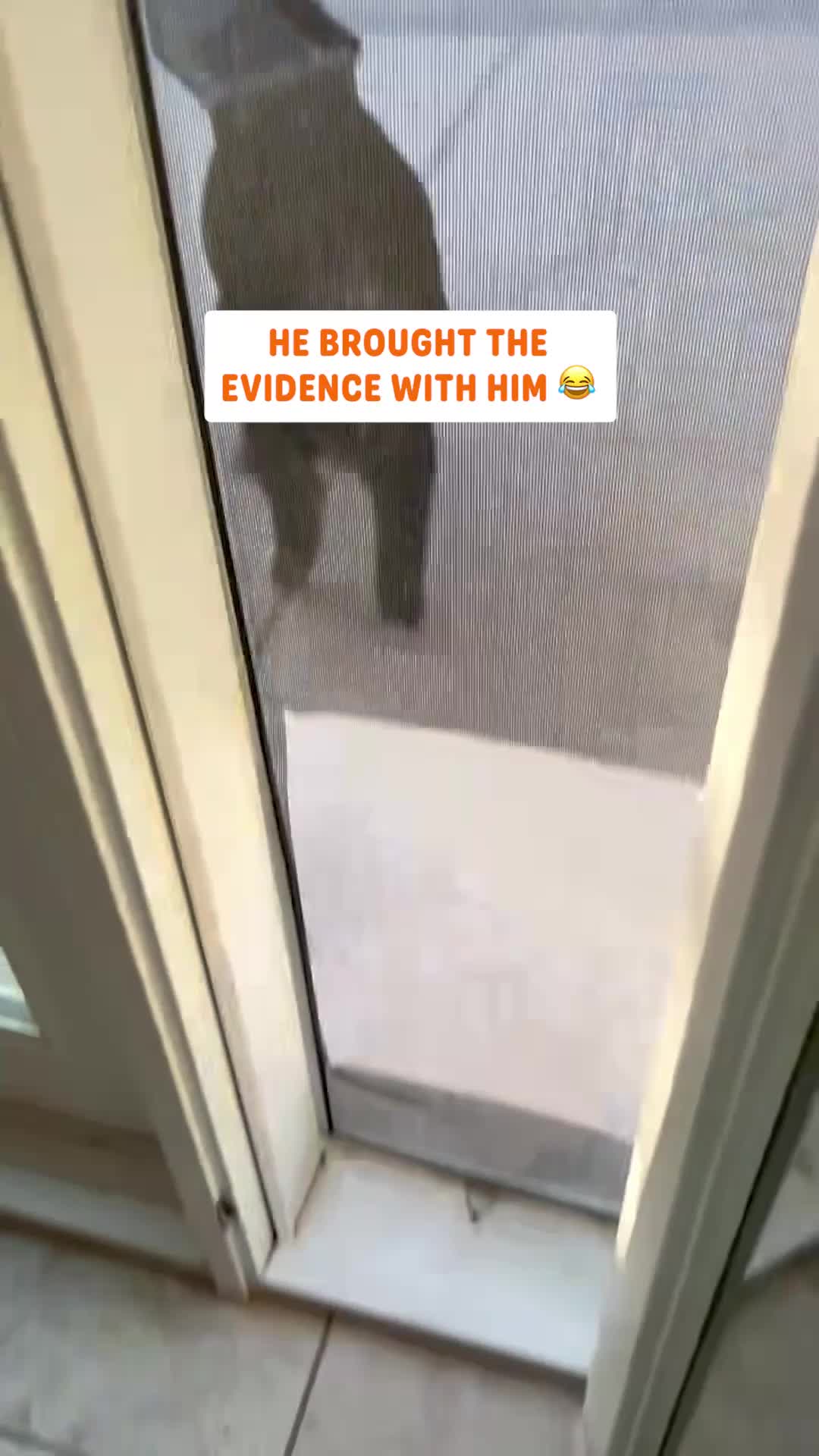 @Pawsome Pets