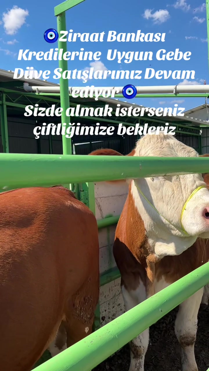 @Birol Çakıroğlu