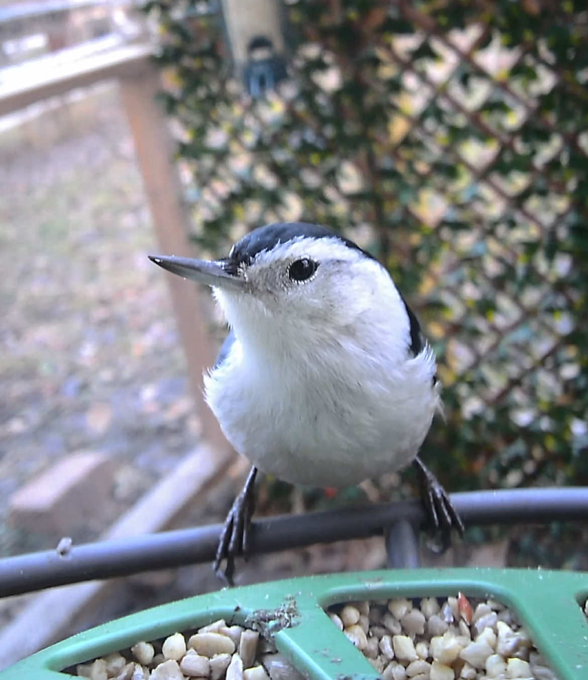 @The Bird Cafe