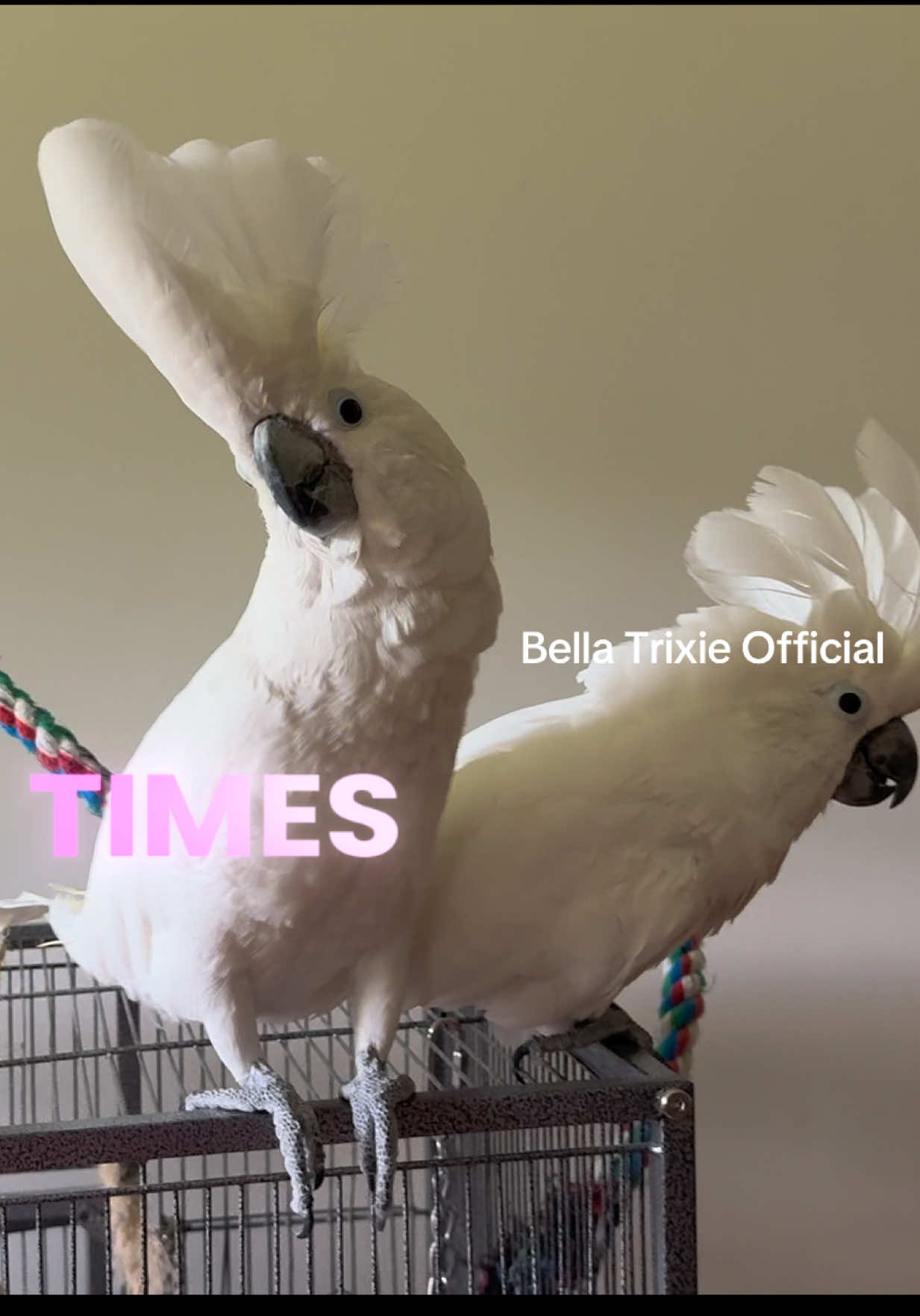 @bella_trixie_official