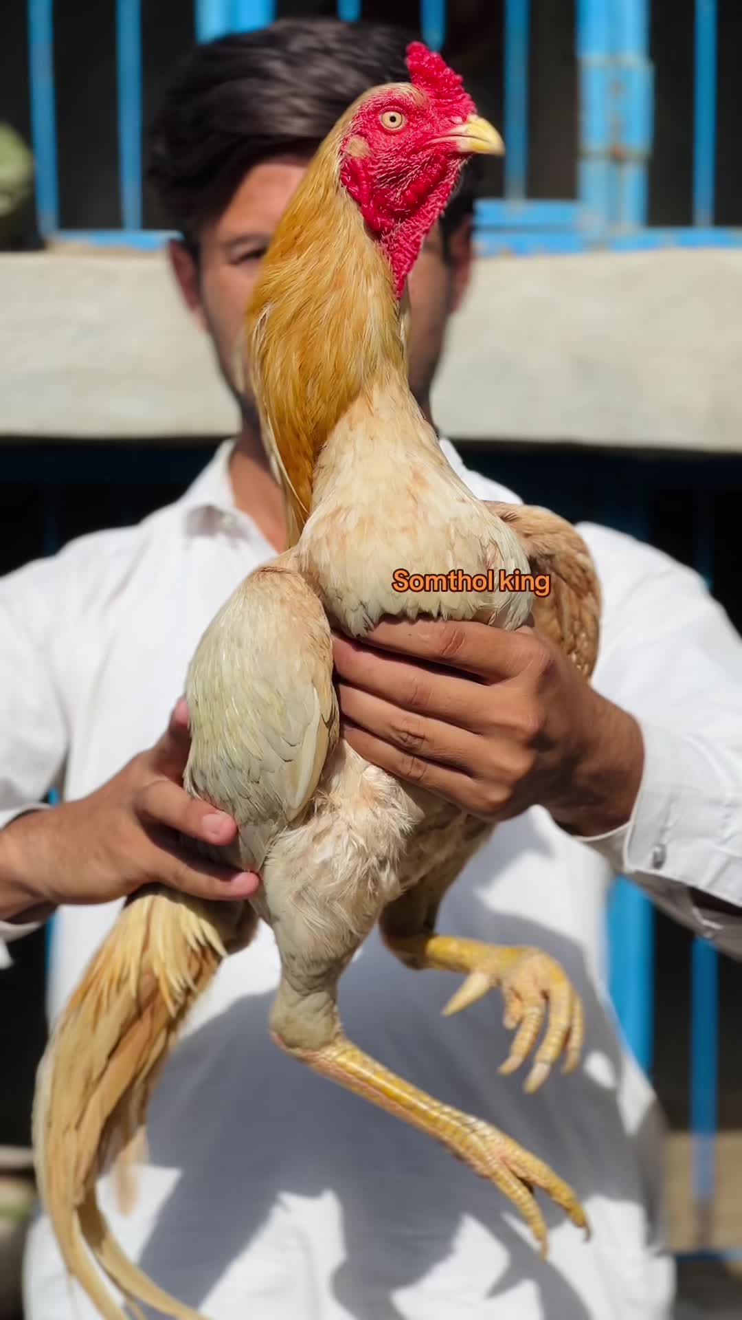@Professionalaseelbirds2