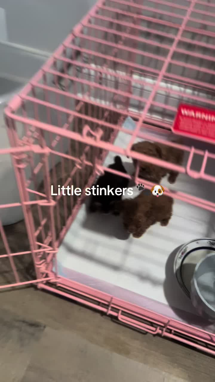 @Shortcake_kennel_2