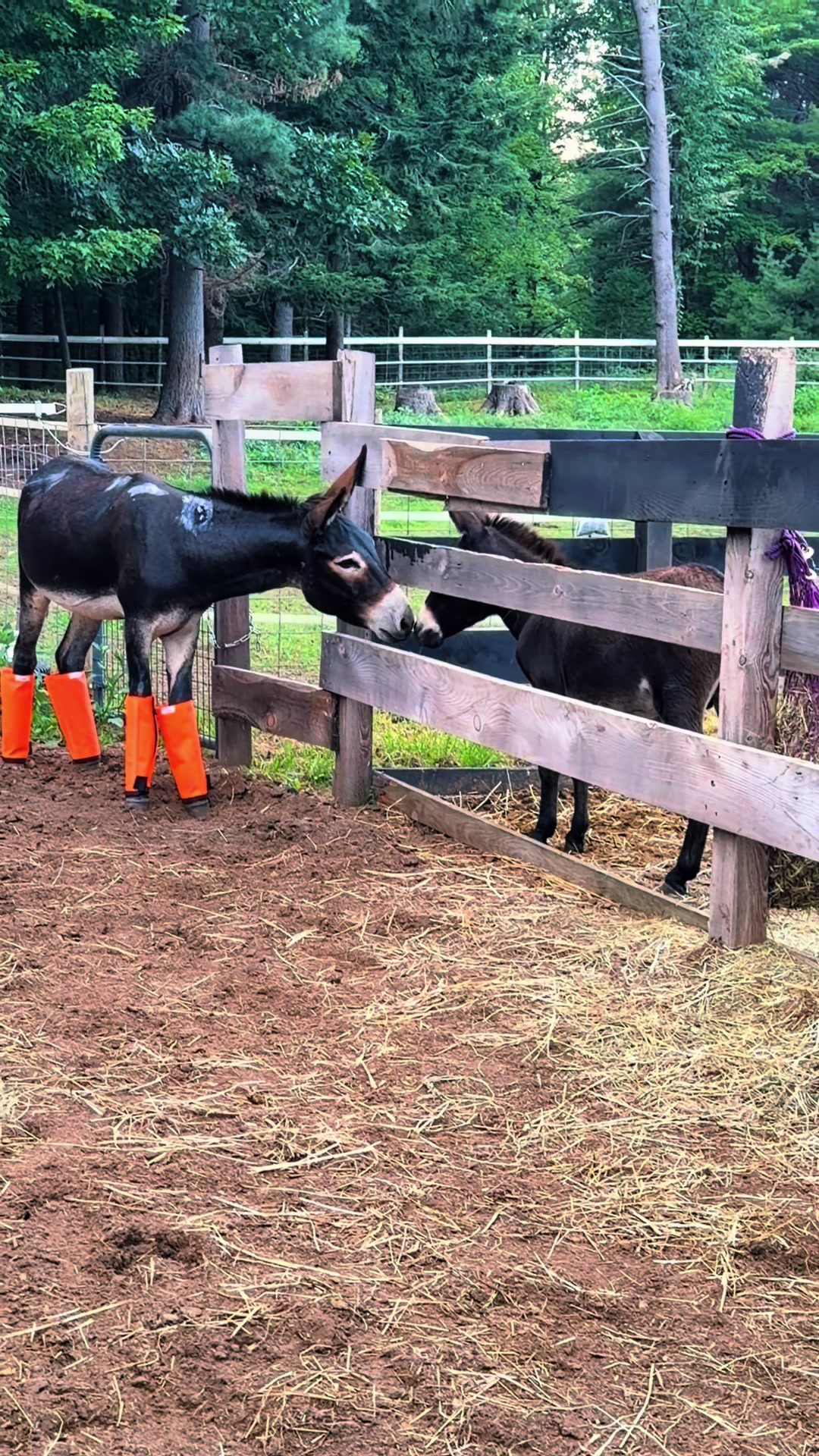 @Unshackled Hearts Ranch