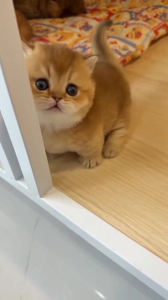 @gonzo_cats