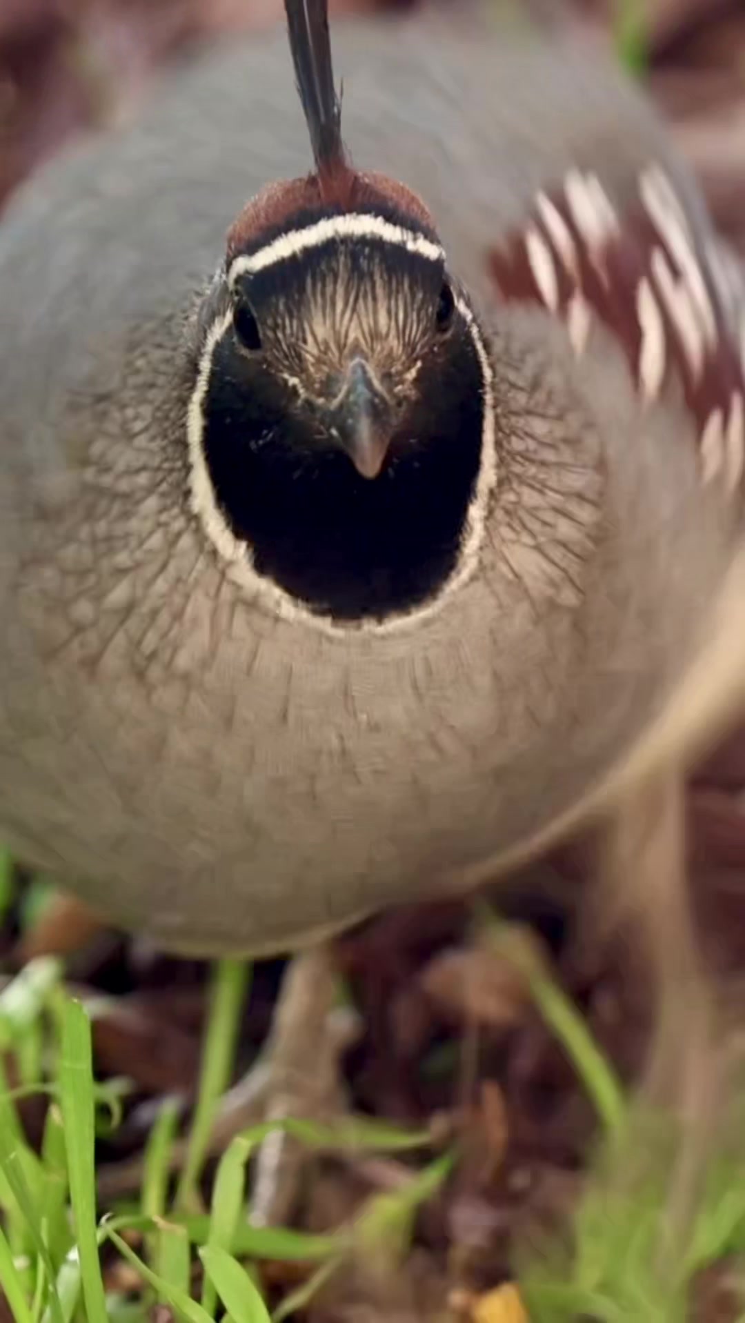 @ASMR Nature Love