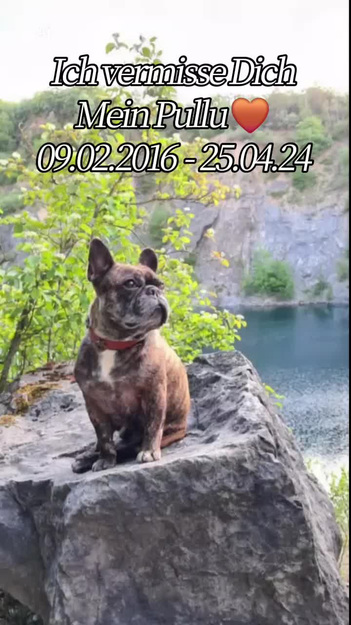@🏳️🌈ⱼₐcₖy_ᵤₙd_ᵢₕᵣₑ_Bᵤₗₗyₛ🐶