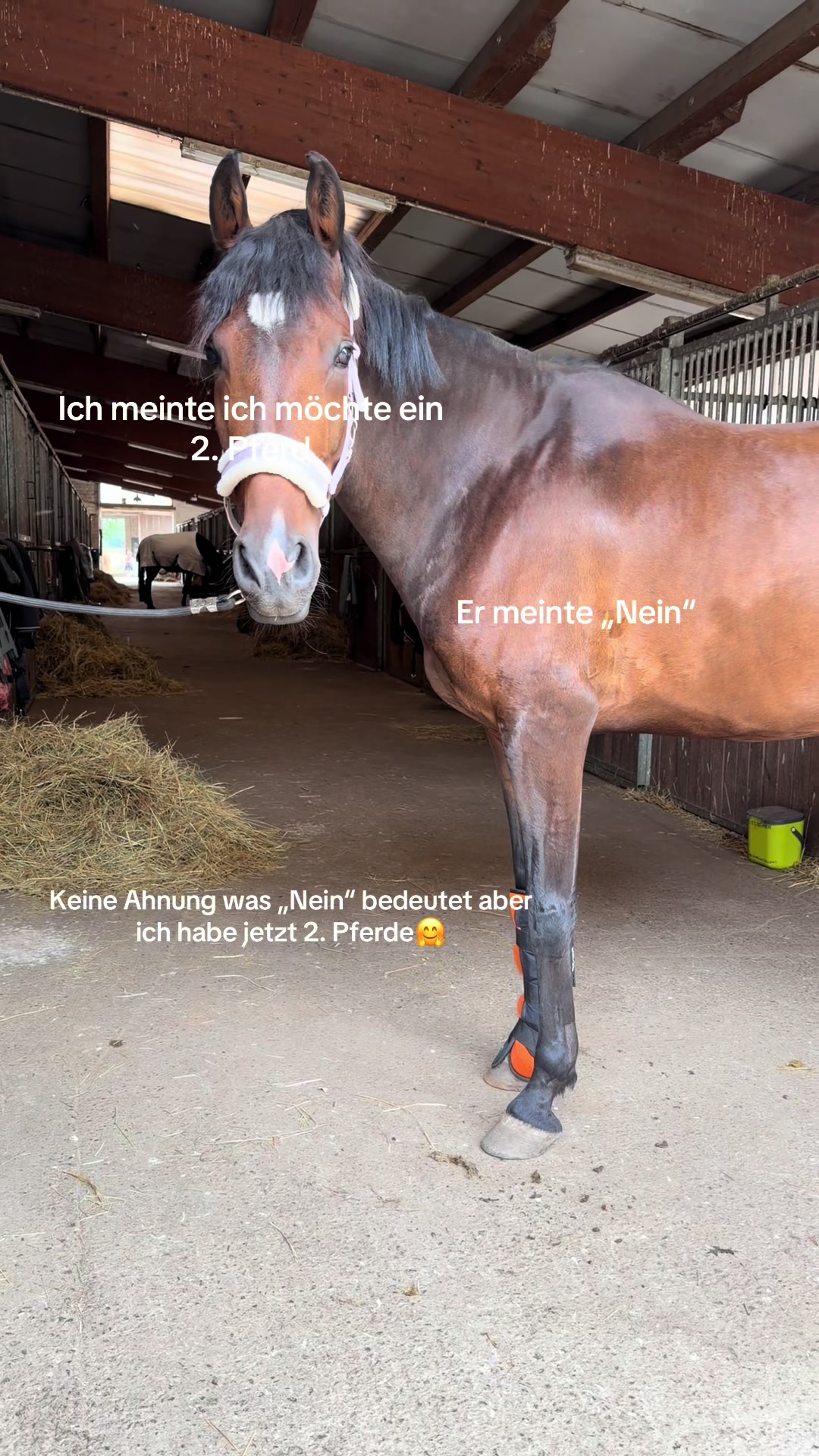 @_leonie_equestrian_