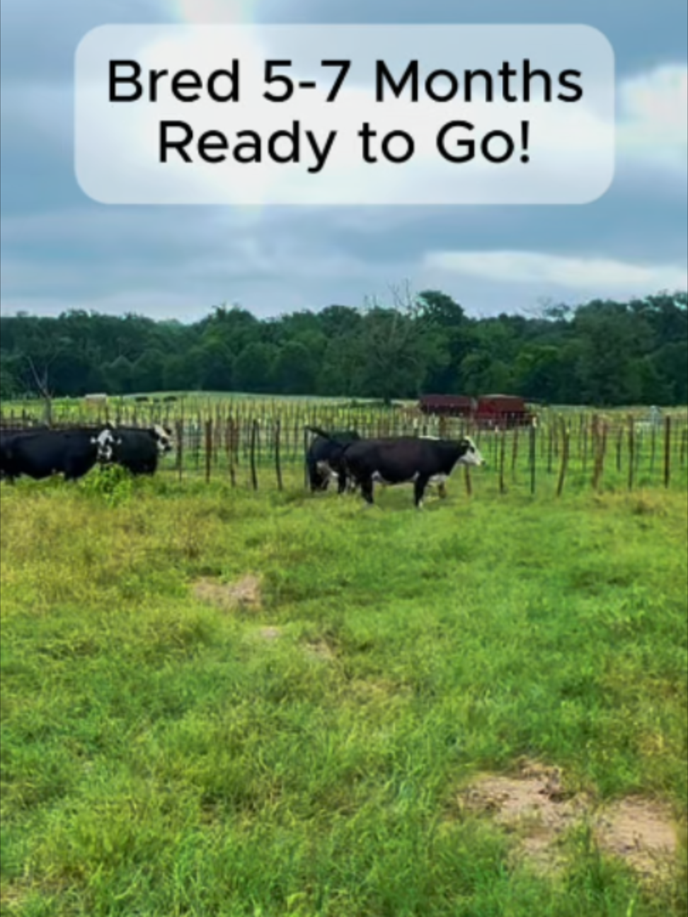 @Rutherford Land and Cattle