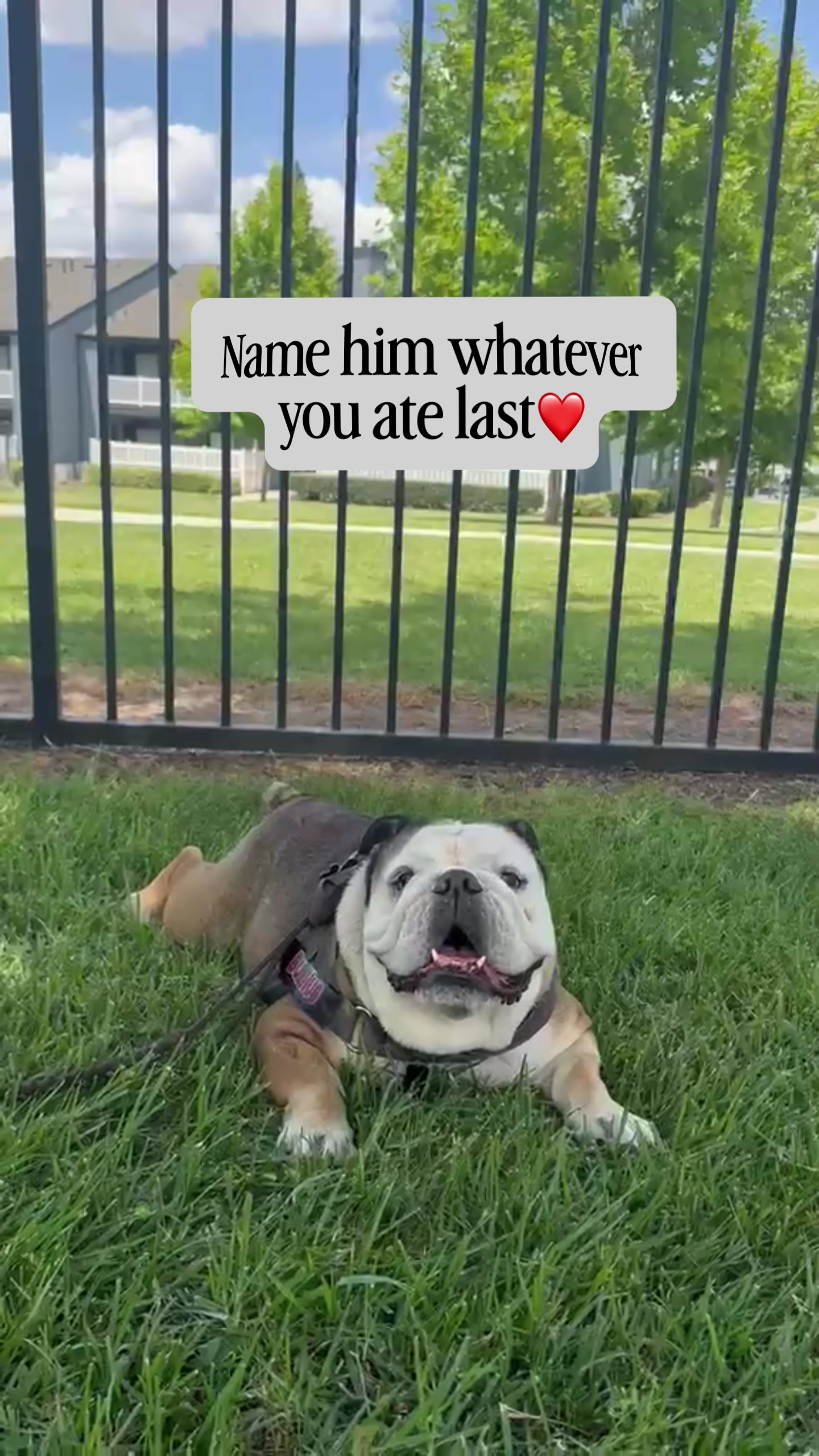 @Taco 🐶🧿