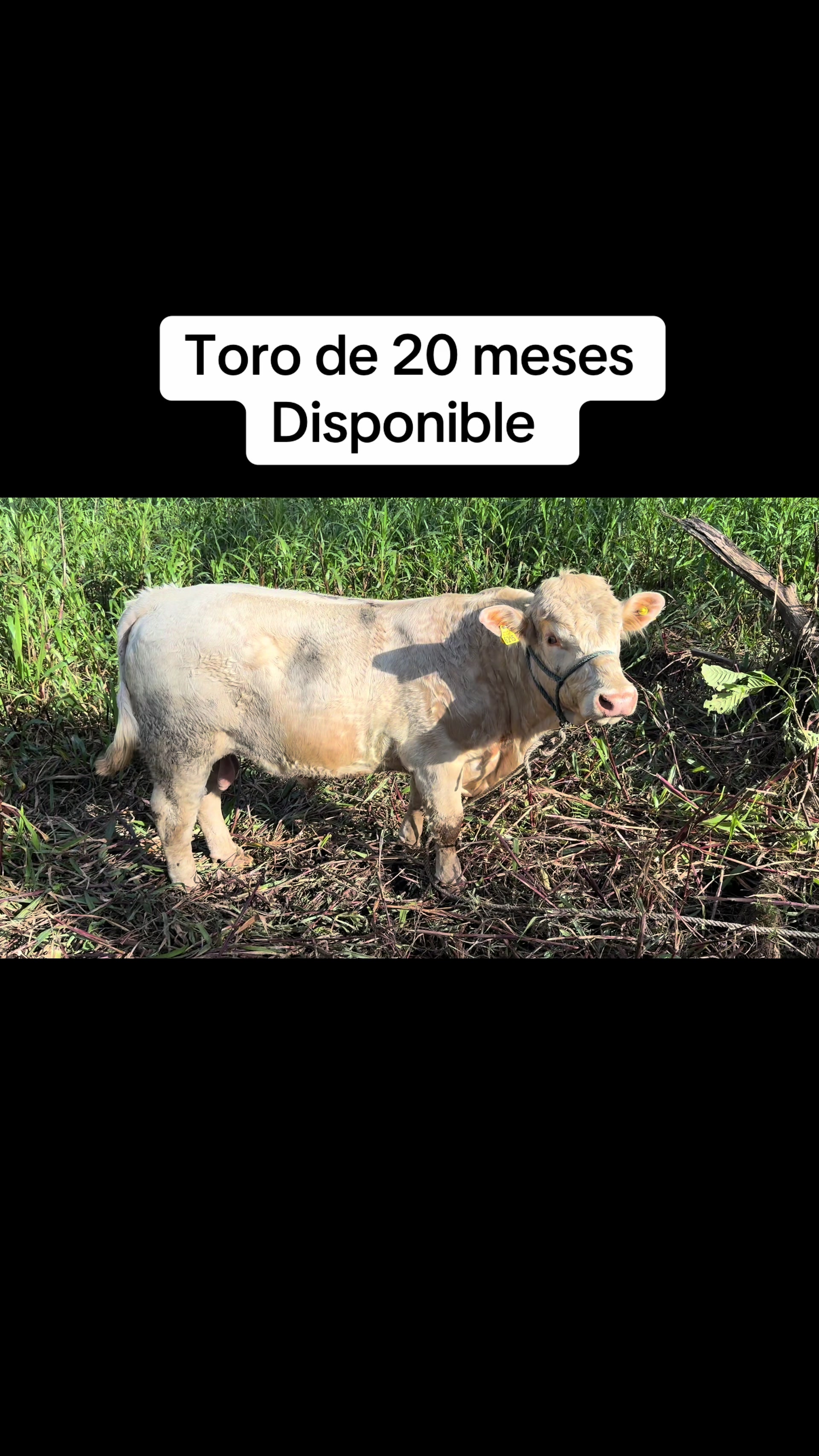 @Hern&aacute;n Andres