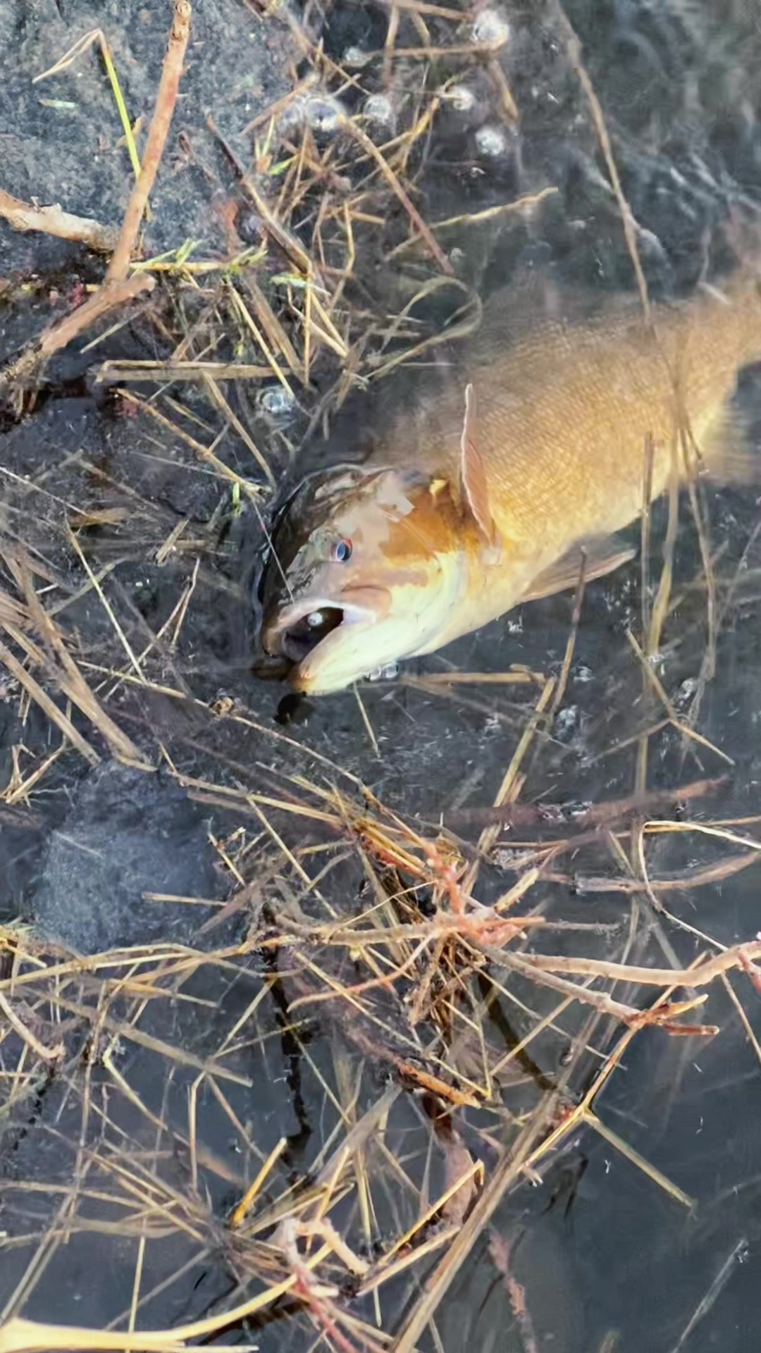 @chadsfishin