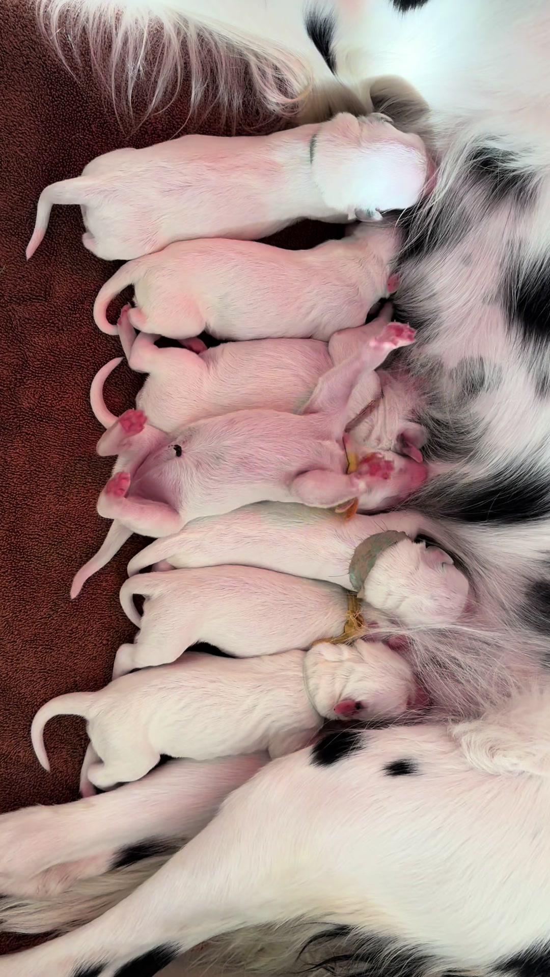 @Darling Dalmatians