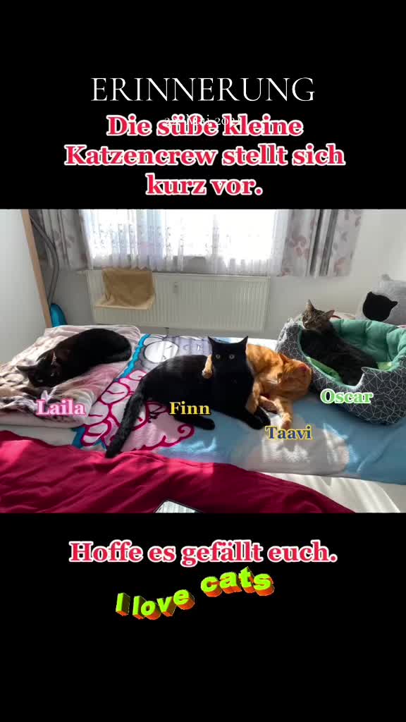 @Die süße kleine Katzencrew