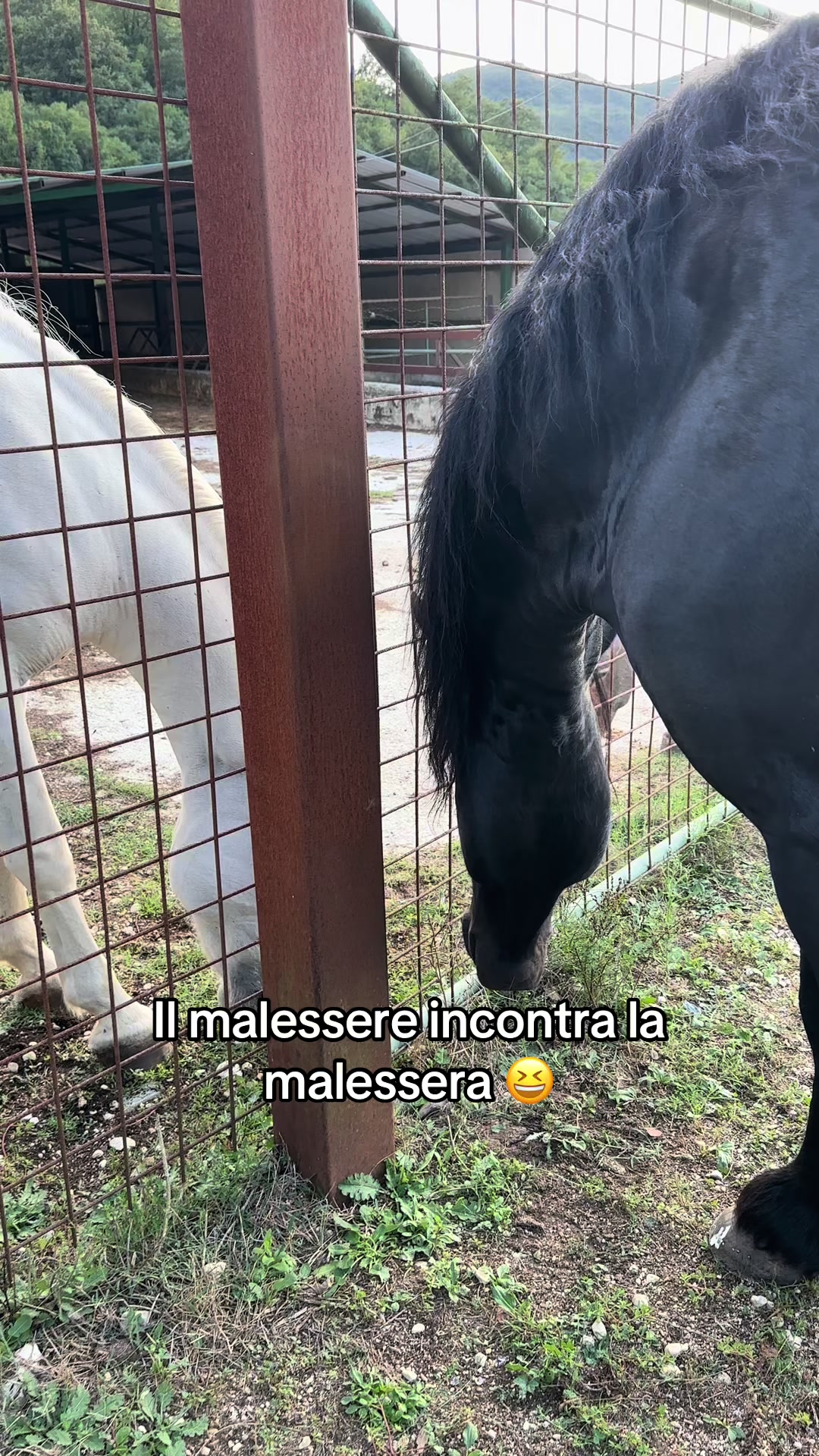@black_the_friesian