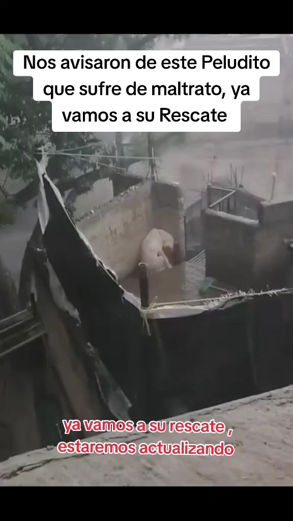 @Asoc. Peluditos