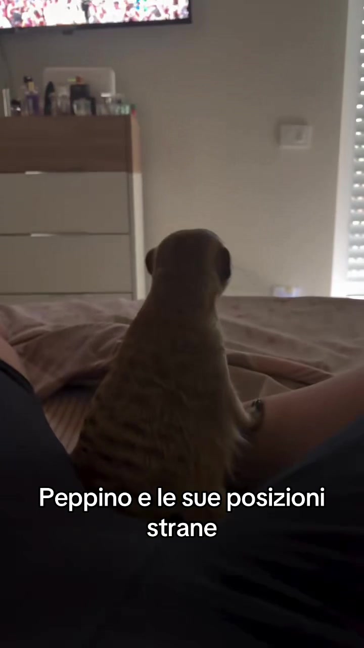 @ZiaGianna