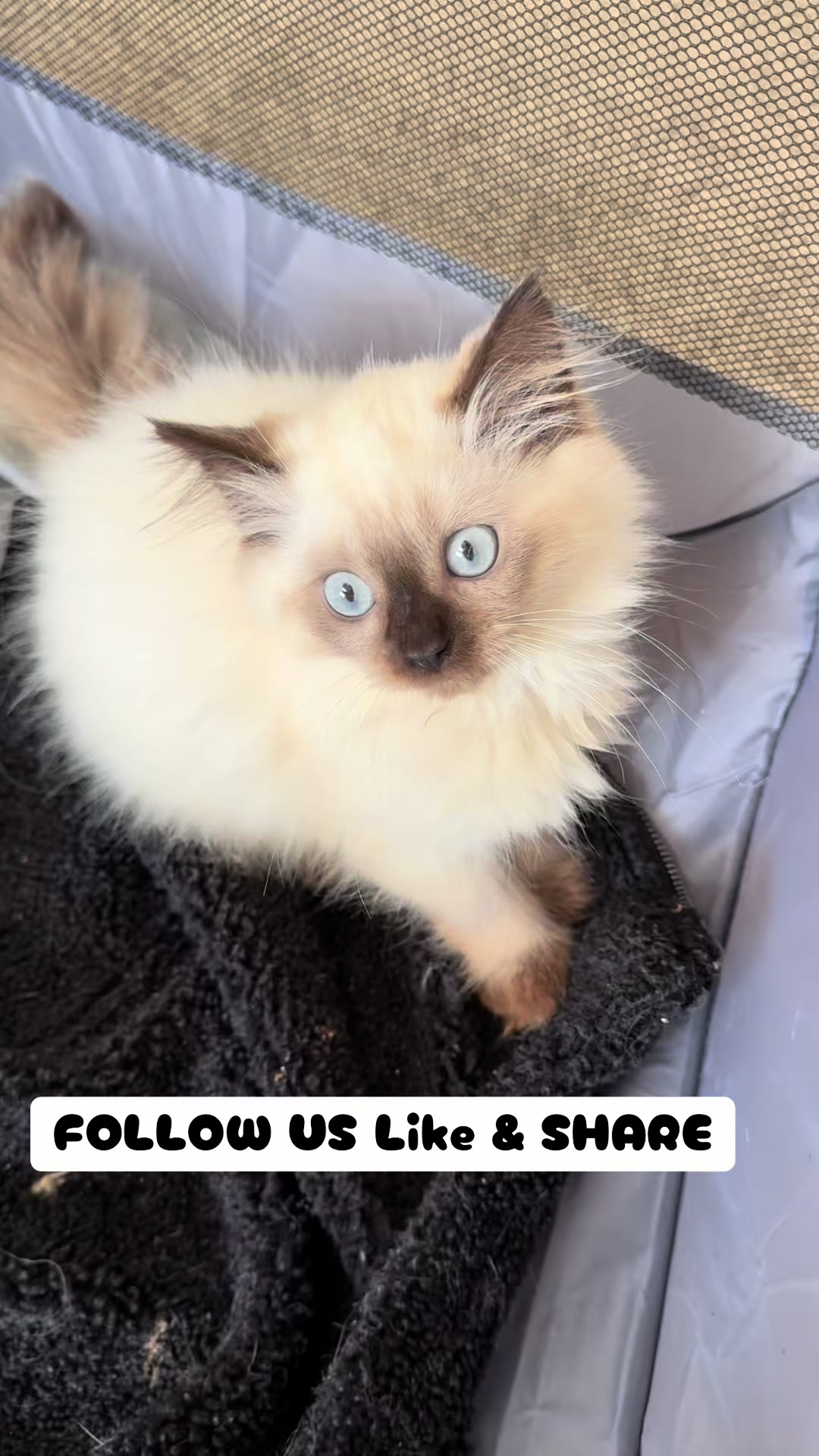 @PersianKitten