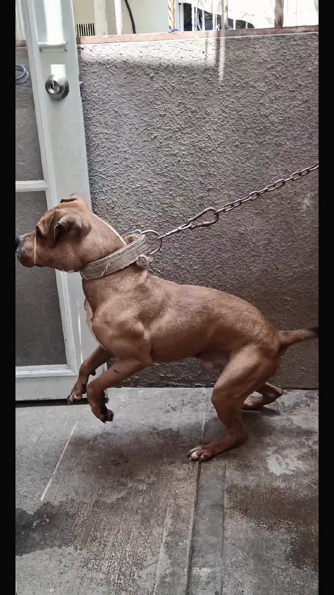 @TrueGamedogsMx214420