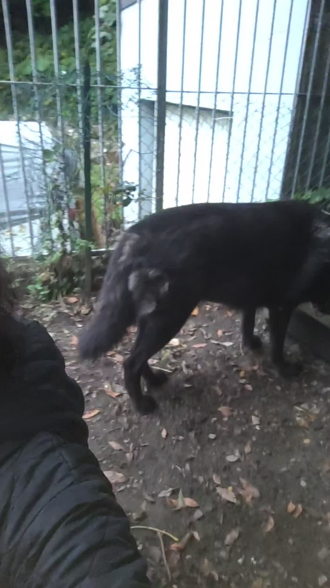 @🐺🐺❤