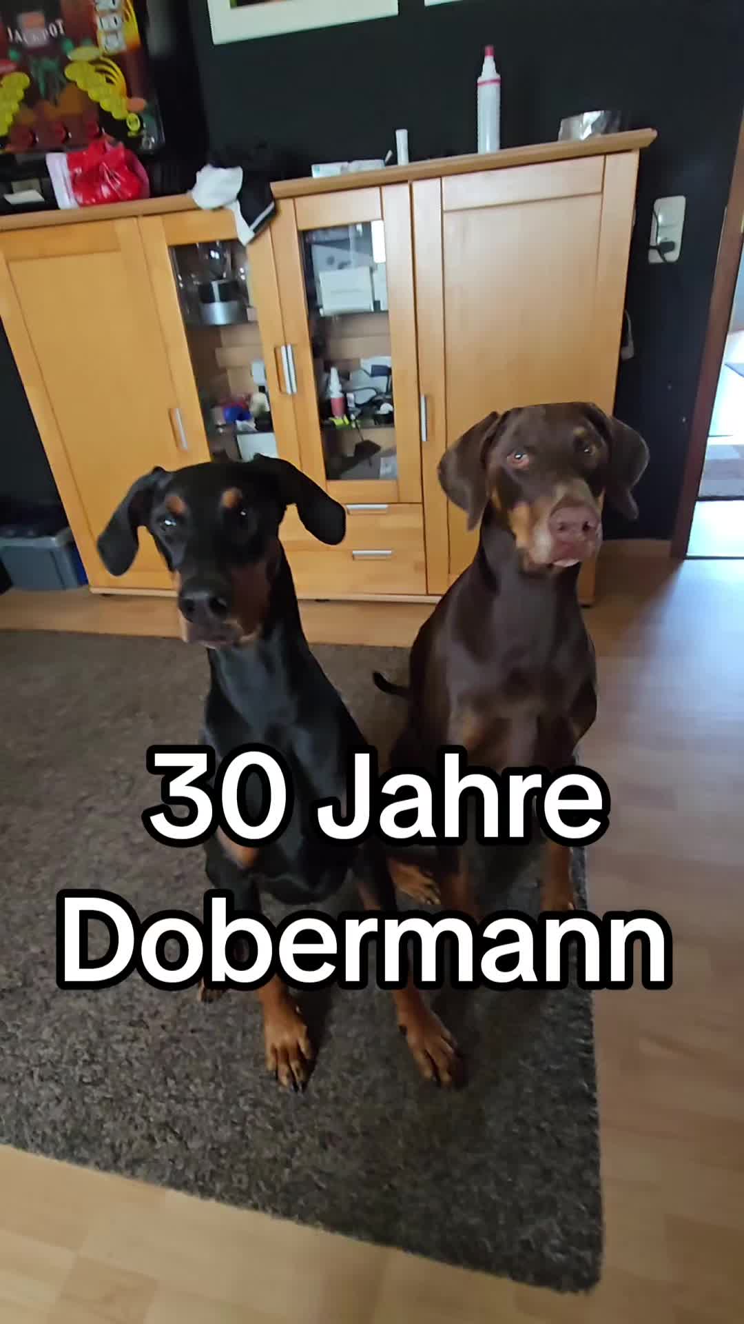 @dobermanndeutschland