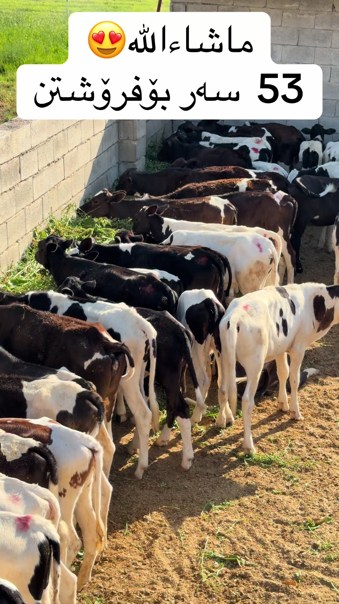 @مەیدانی ئاژەڵانی محمد 🐄🐂