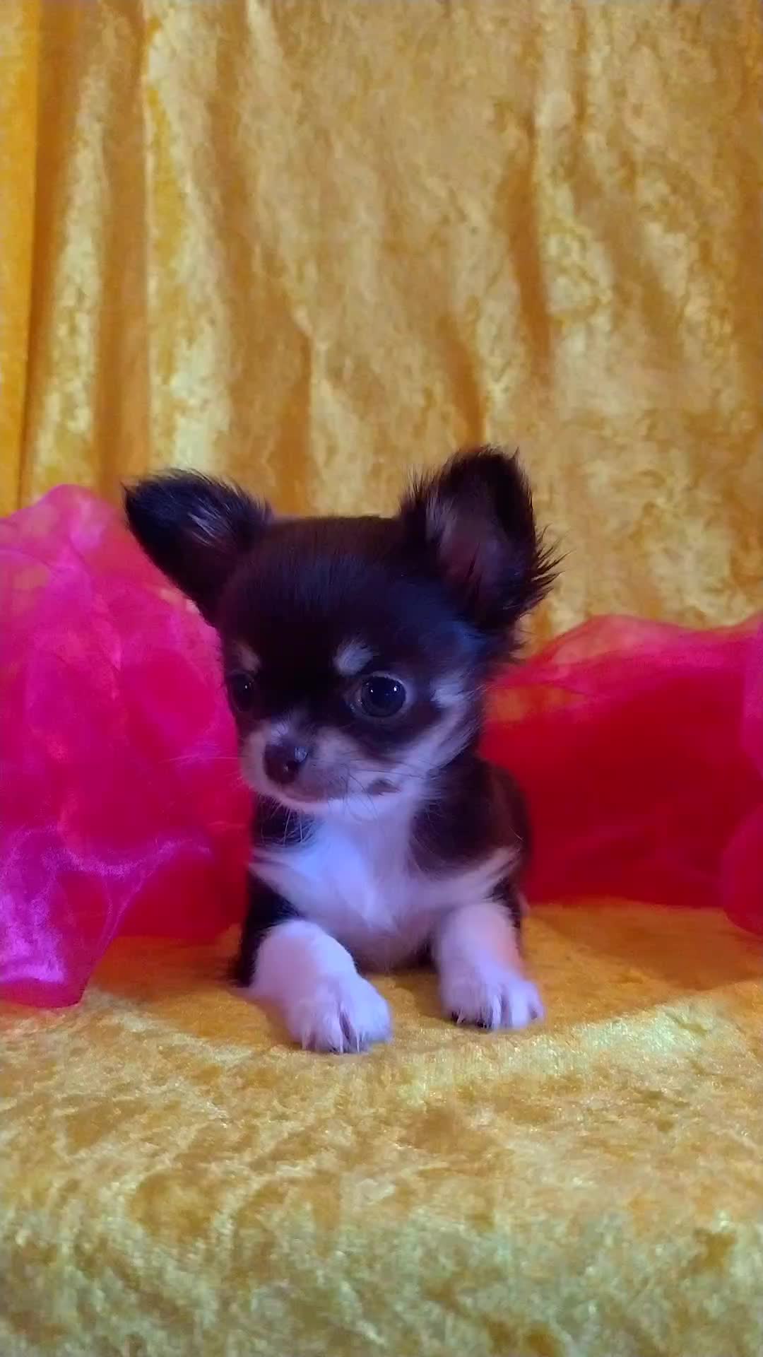 @marionbernard8
