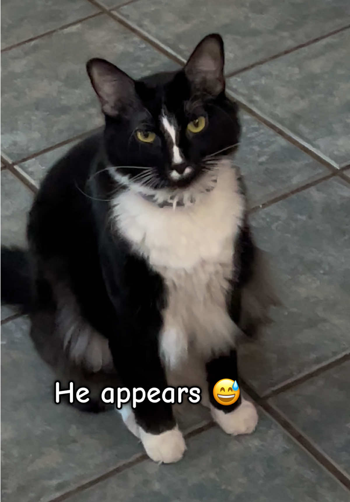 @presleythetuxie