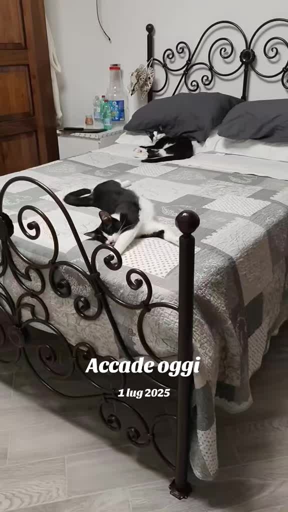 @patriziaparis795