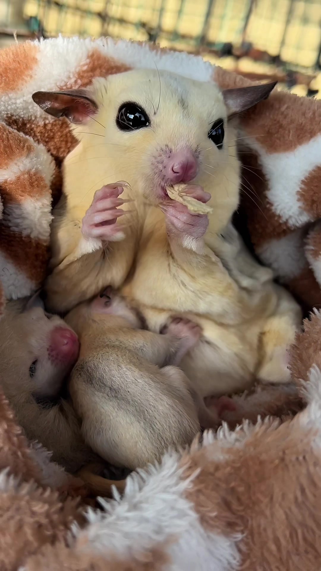 @cutiepetsie