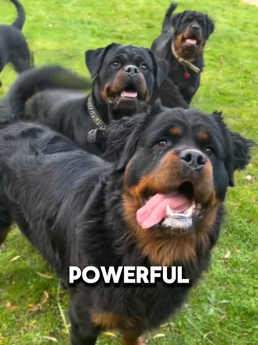 @Dog Breed World