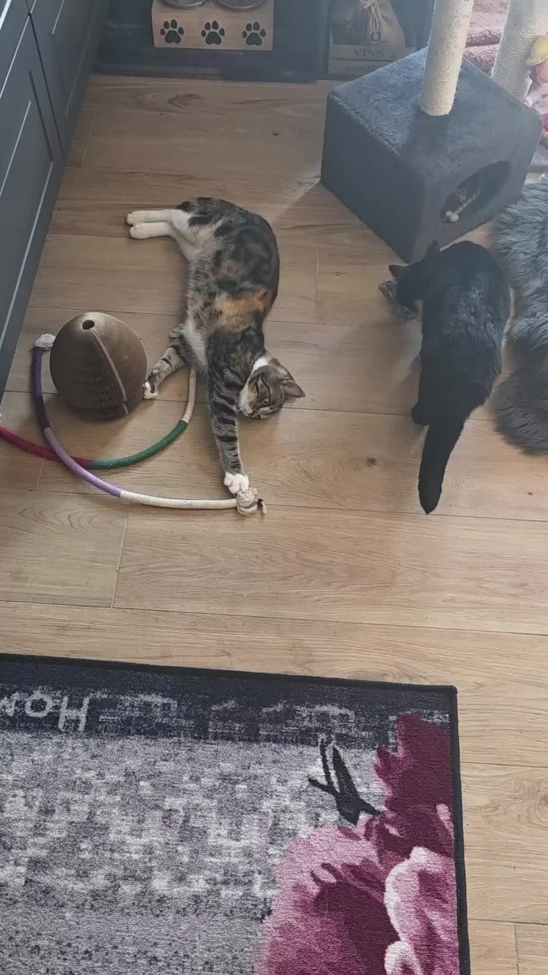 @diana🐱🐈🐈🐈