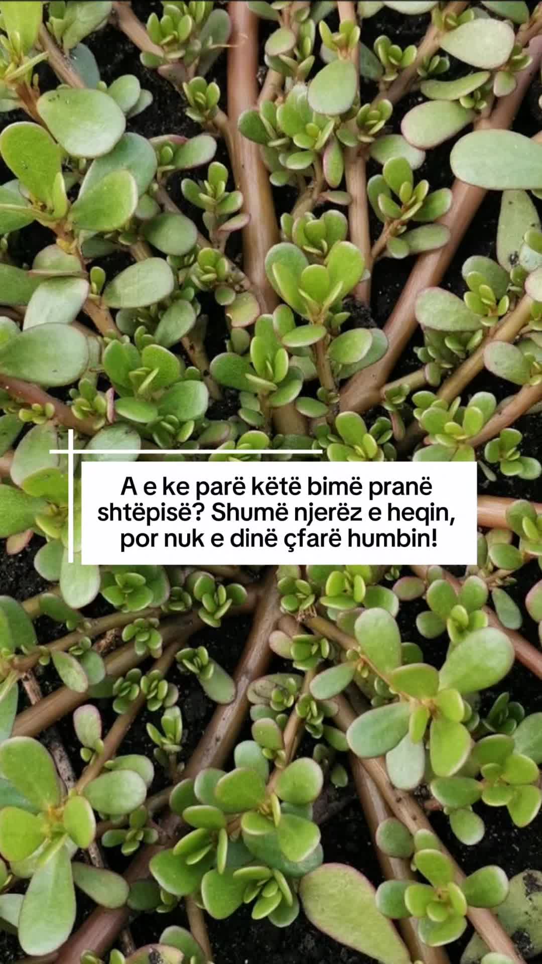 @forma💚jetes