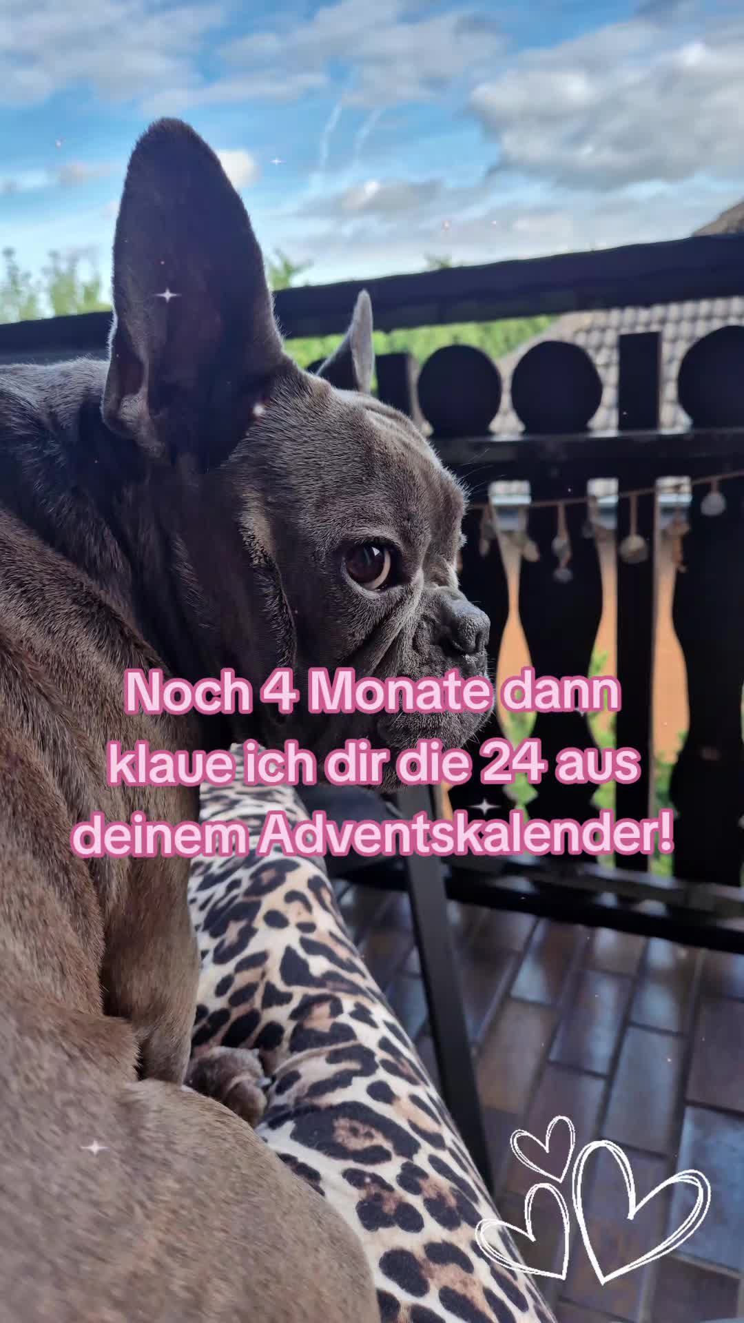 @FrenchieFrieda