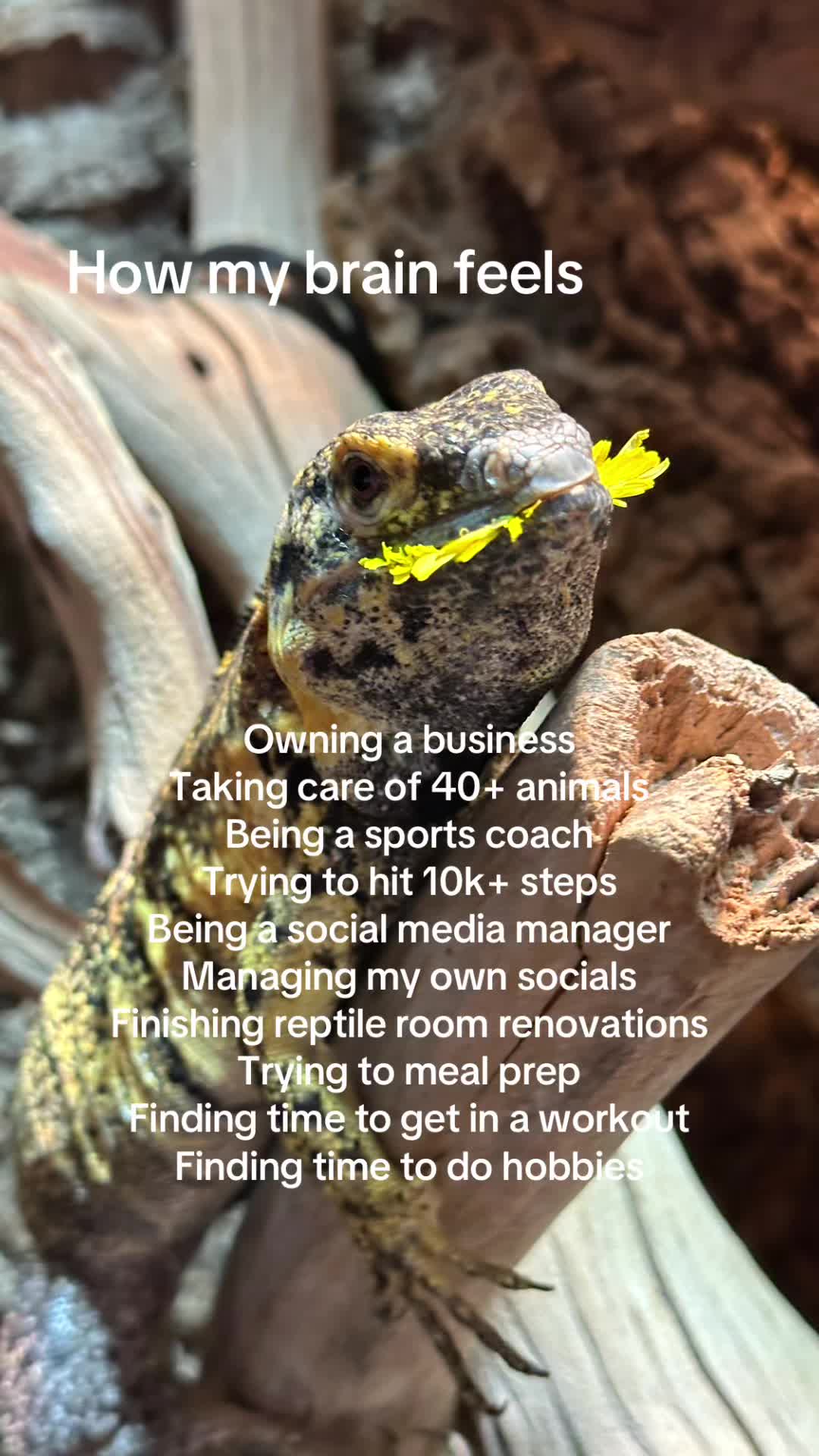 @ZA Reptiles