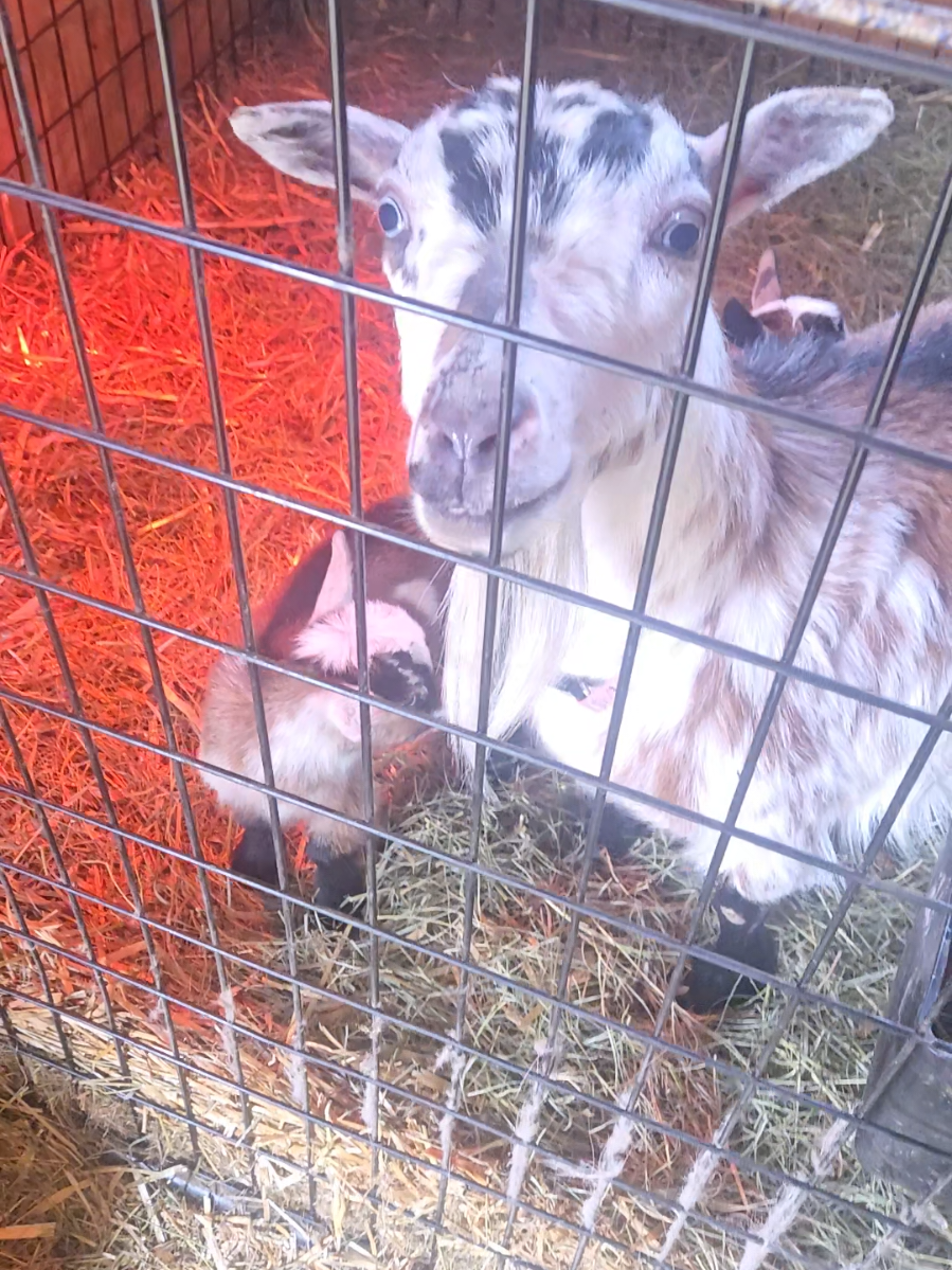 @Goat Shack