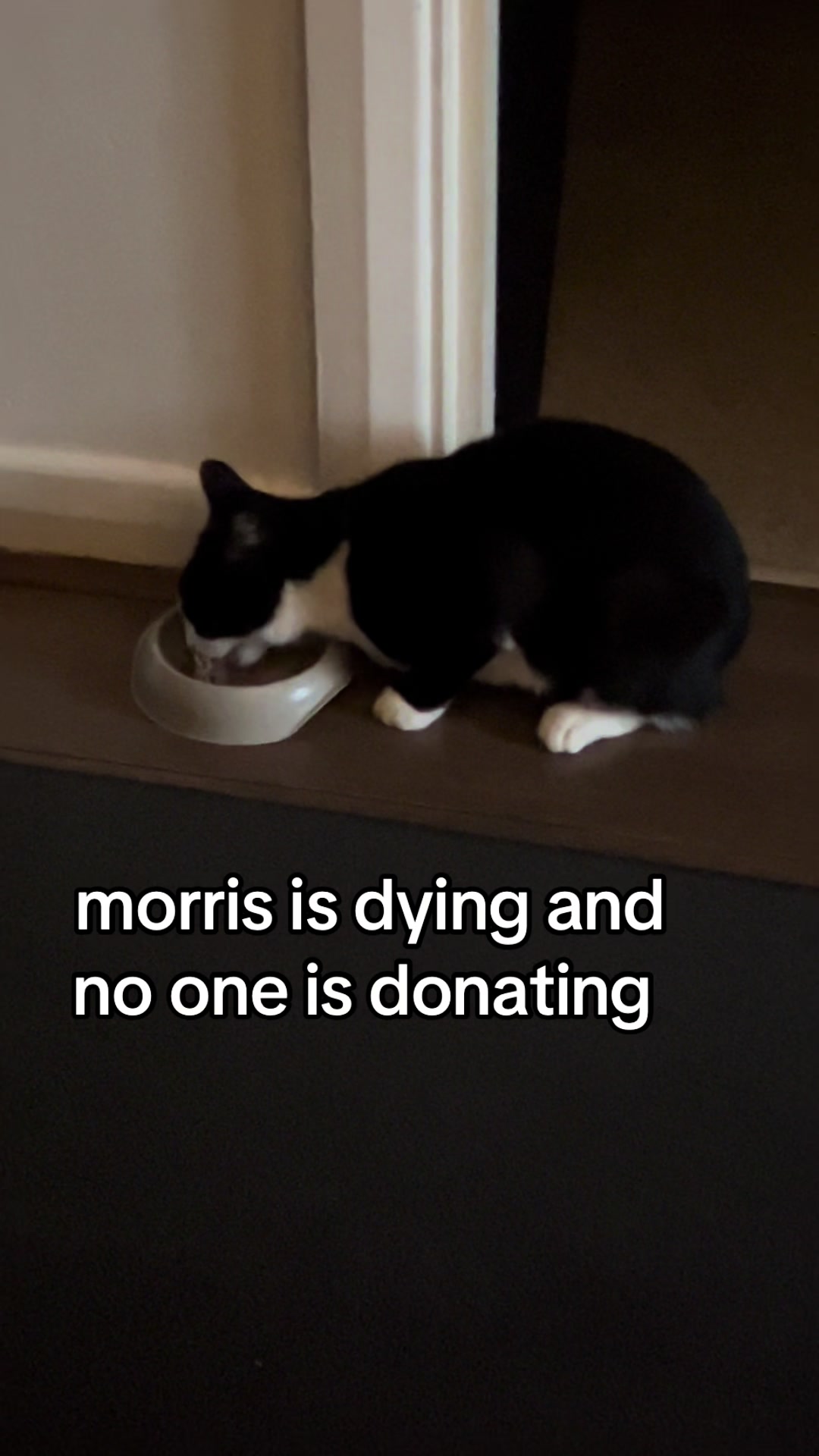 @Save Morris from FIP 🐾❤️&zwj;🩹