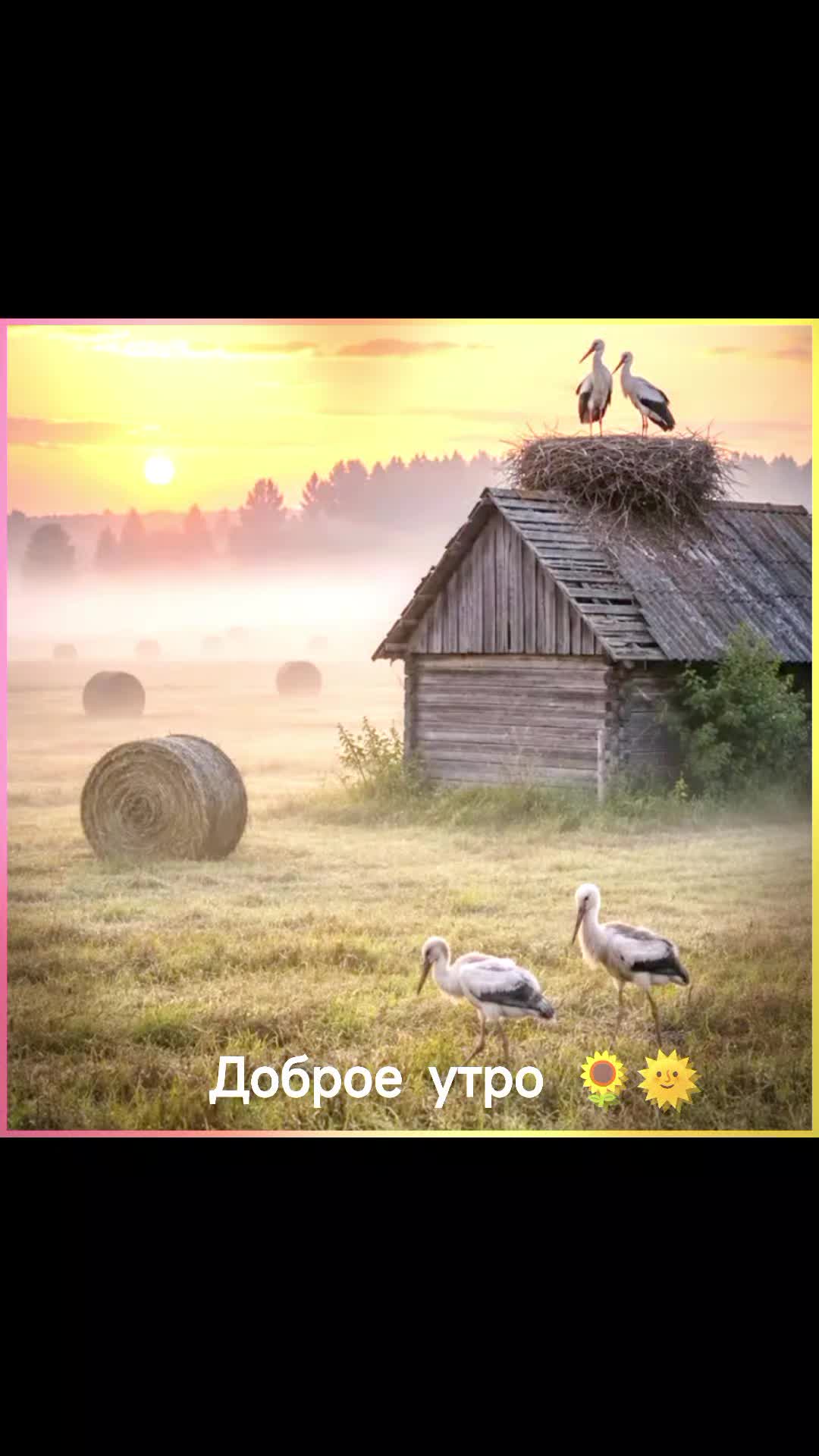 @Elena L885