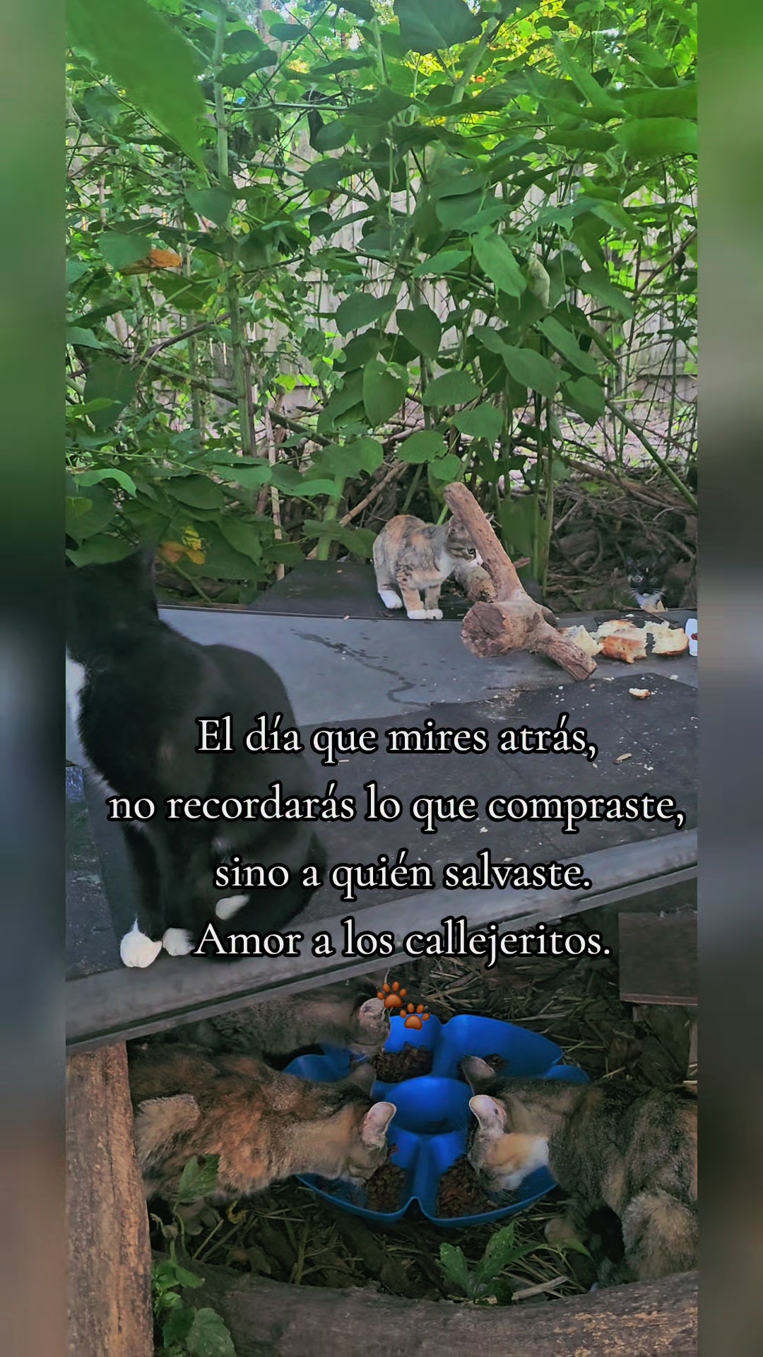 @🇲🇽Guli.Carrada 🐈⬛
