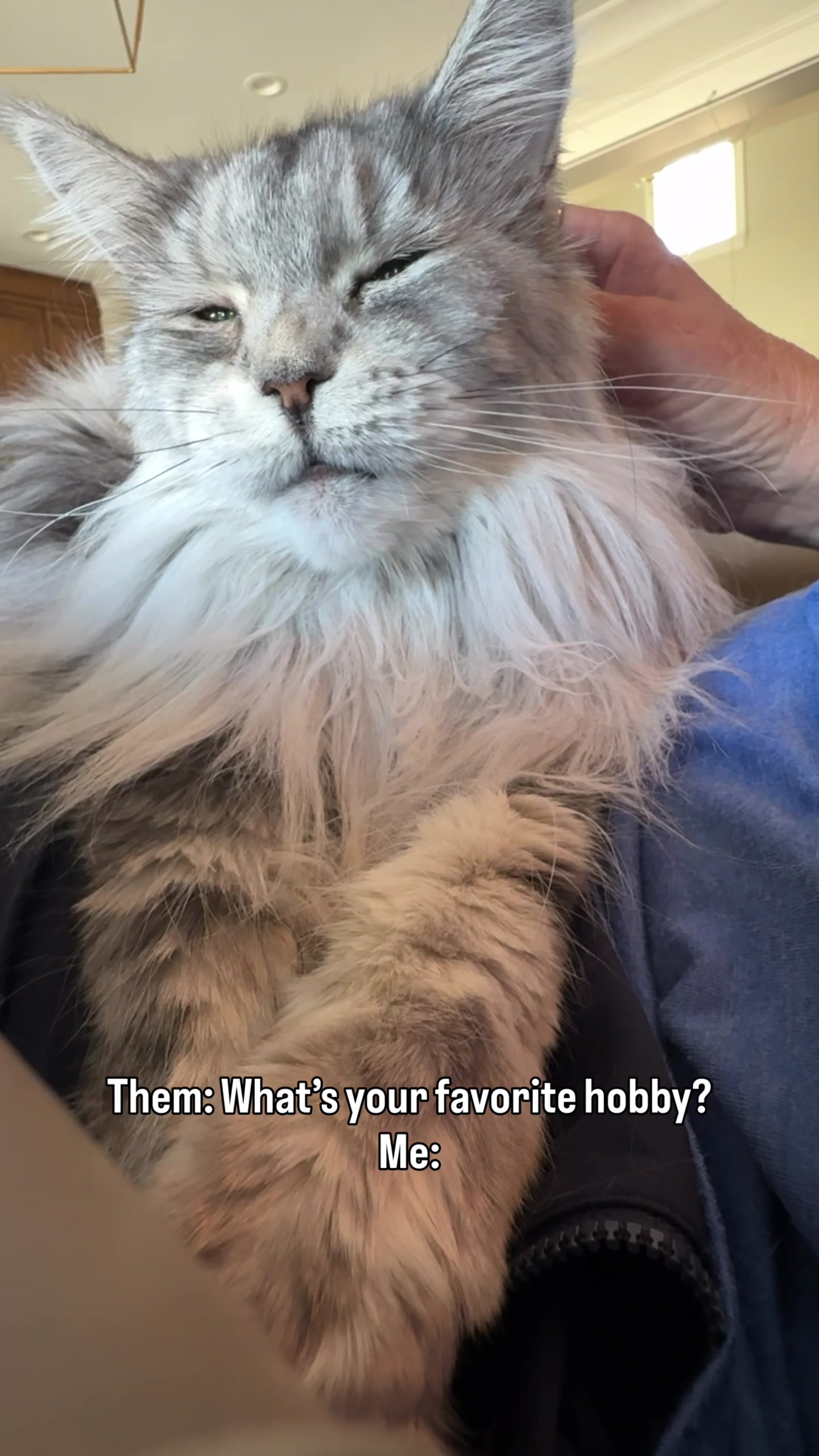 @Winnie: Maine Coon Kitty