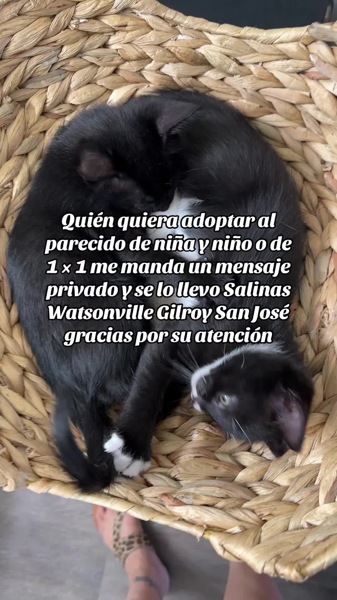 @Zulema
